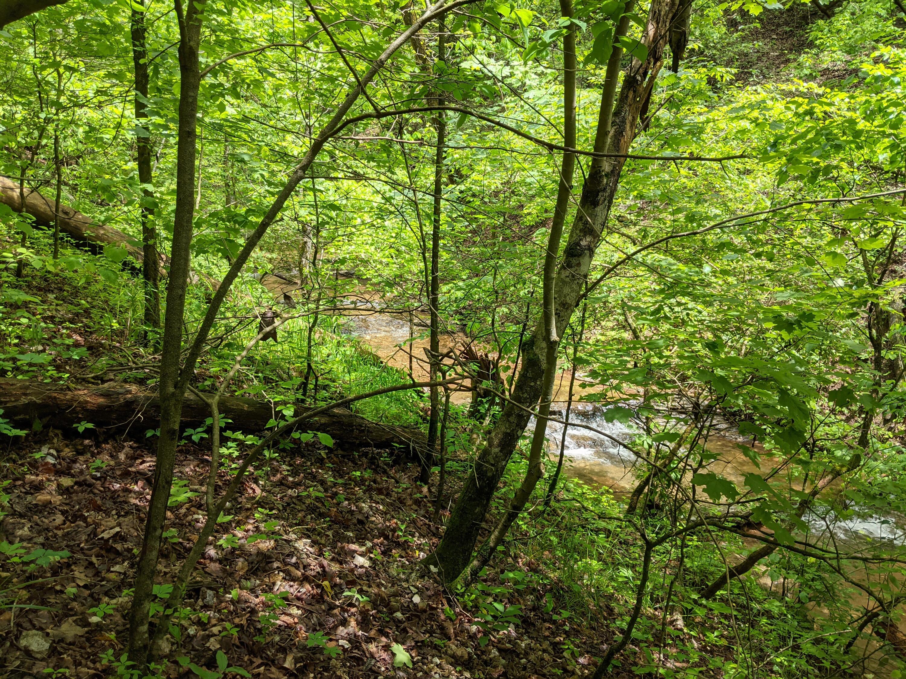 Photo 7 - Land for sale – 000  Coyote Ridge Road   Cassville, MO