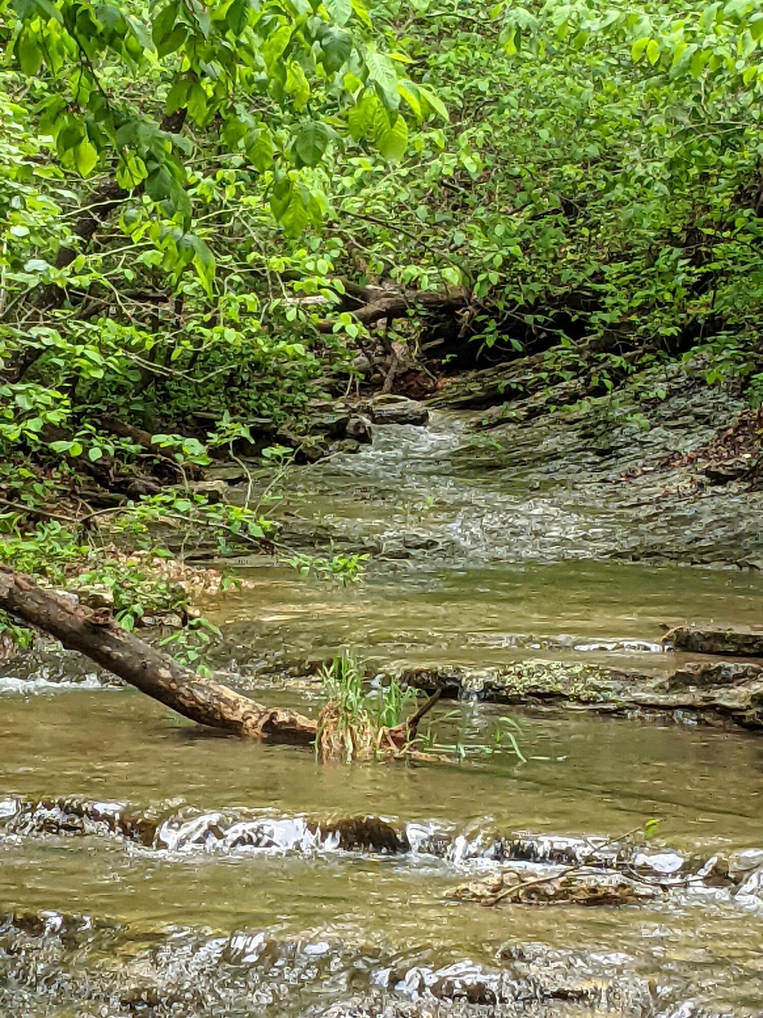Photo 10 - Land for sale – 000  Coyote Ridge Road   Cassville, MO