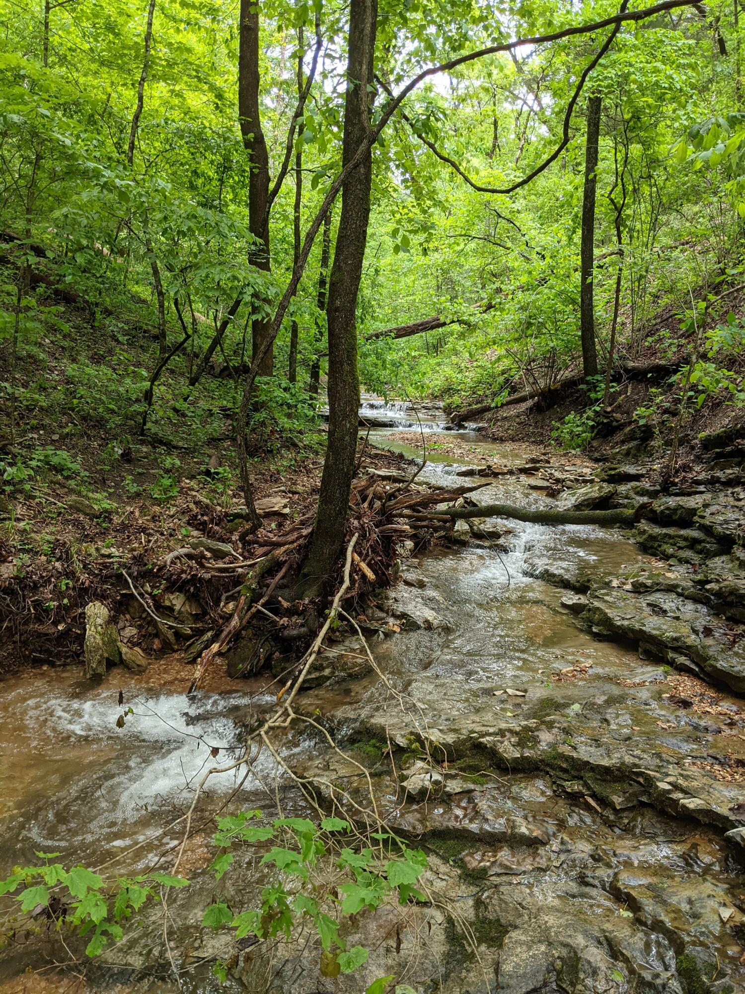 Photo 11 - Land for sale – 000  Coyote Ridge Road   Cassville, MO