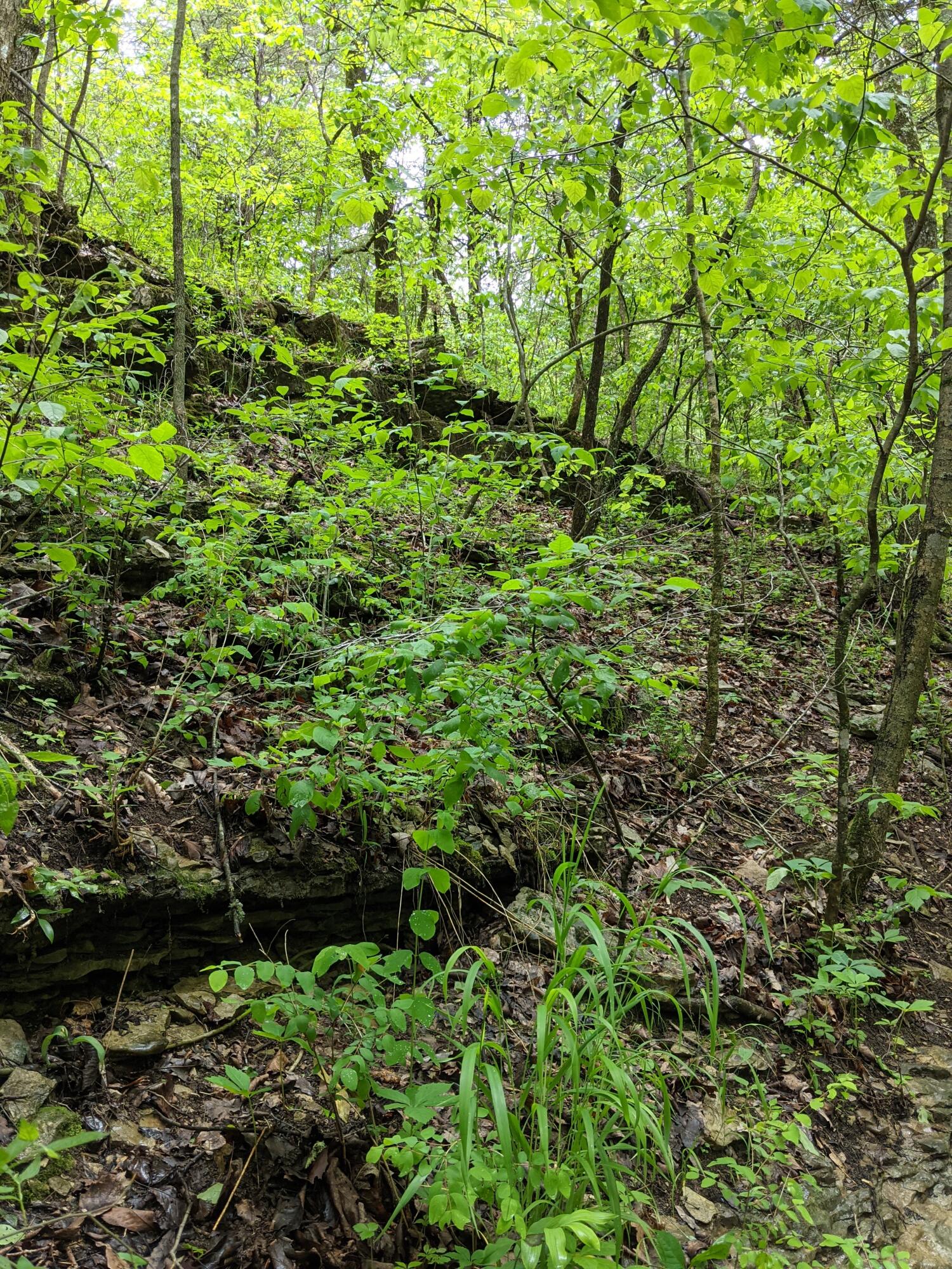 Photo 18 - Land for sale – 000  Coyote Ridge Road   Cassville, MO