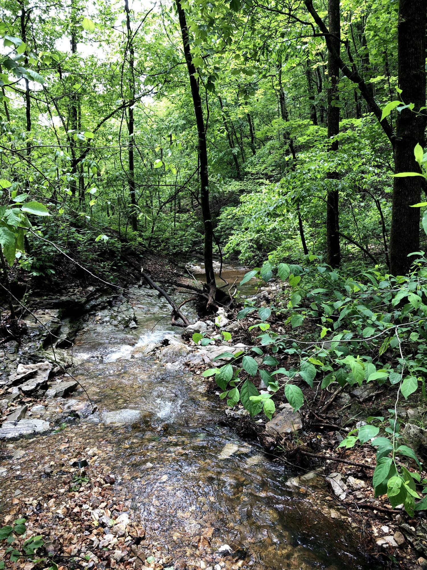 Photo 4 - Land for sale – 000  Coyote Ridge Road   Cassville, MO