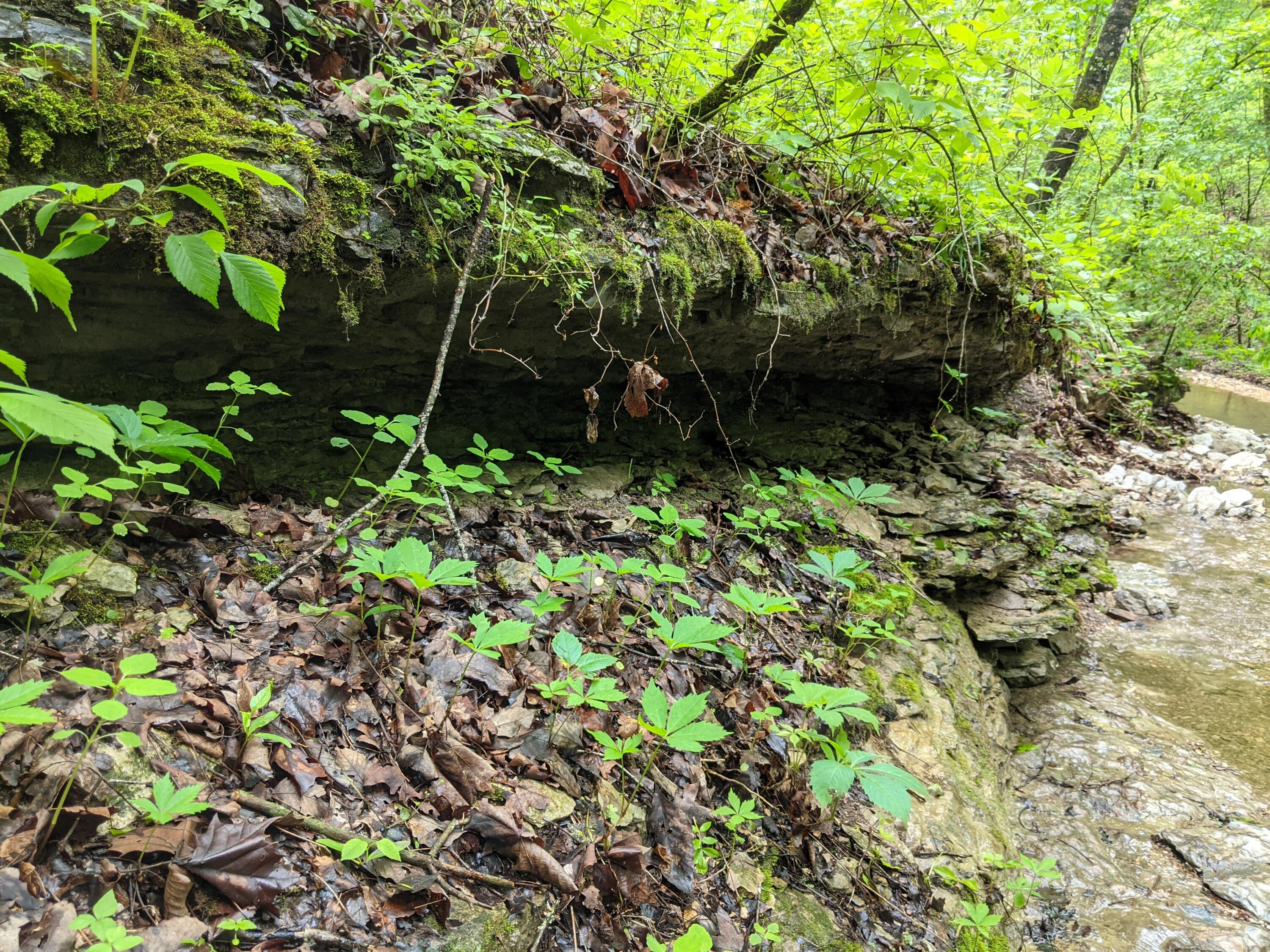 Photo 21 - Land for sale – 000  Coyote Ridge Road   Cassville, MO