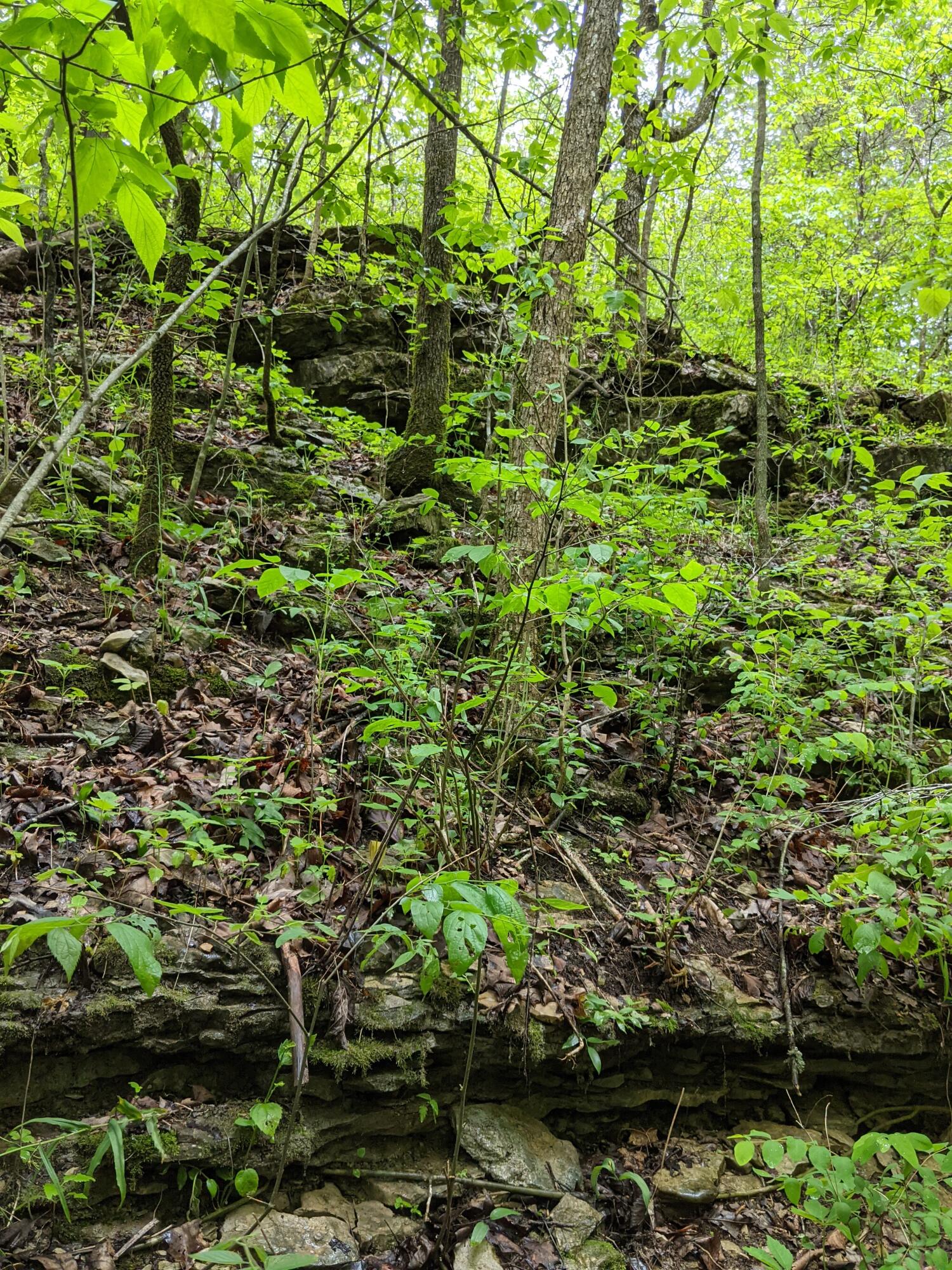 Photo 17 - Land for sale – 000  Coyote Ridge Road   Cassville, MO