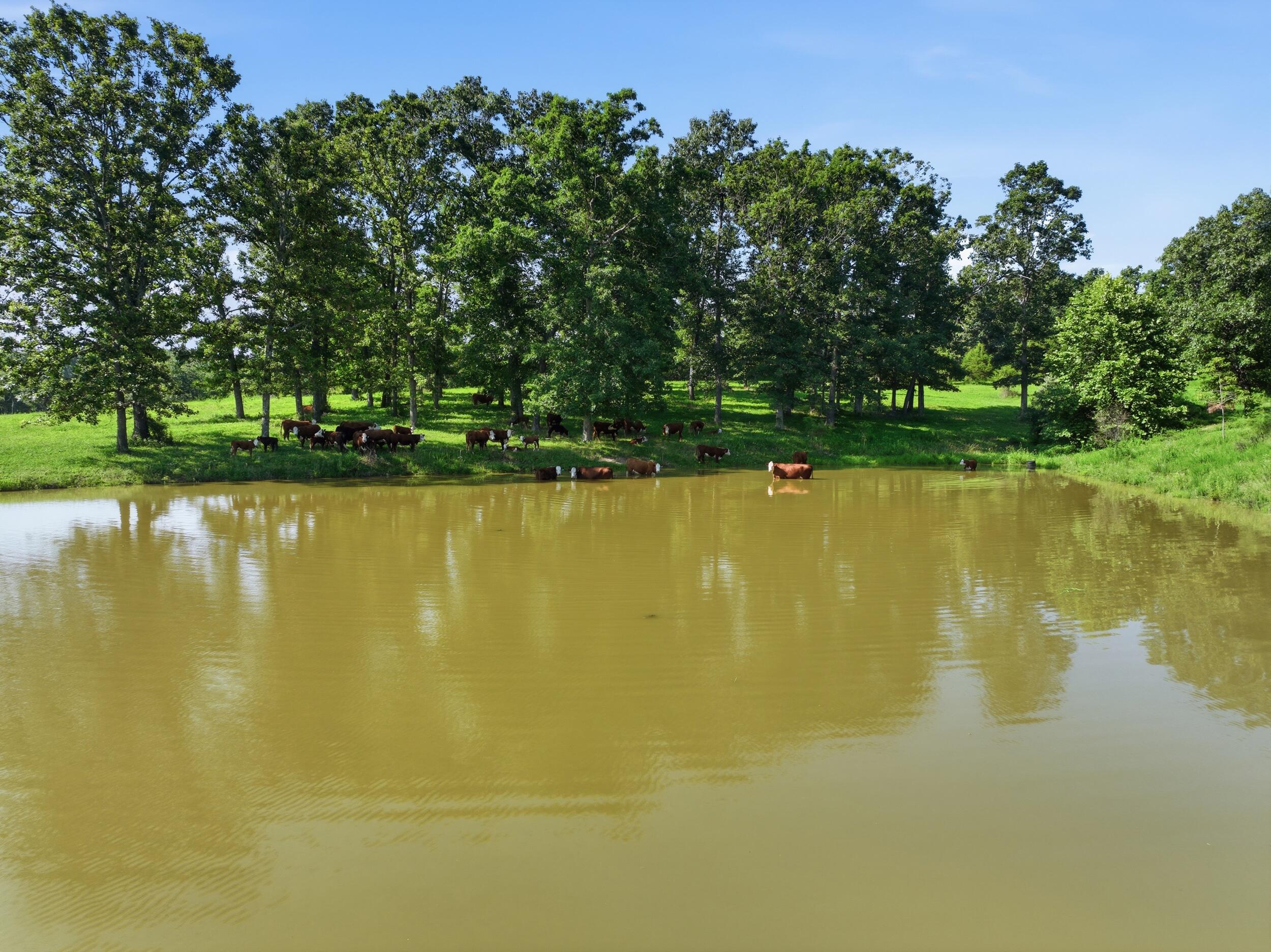 Photo 81 - Farm for sale – 2575  County Road 4990   Willow Springs, MO
