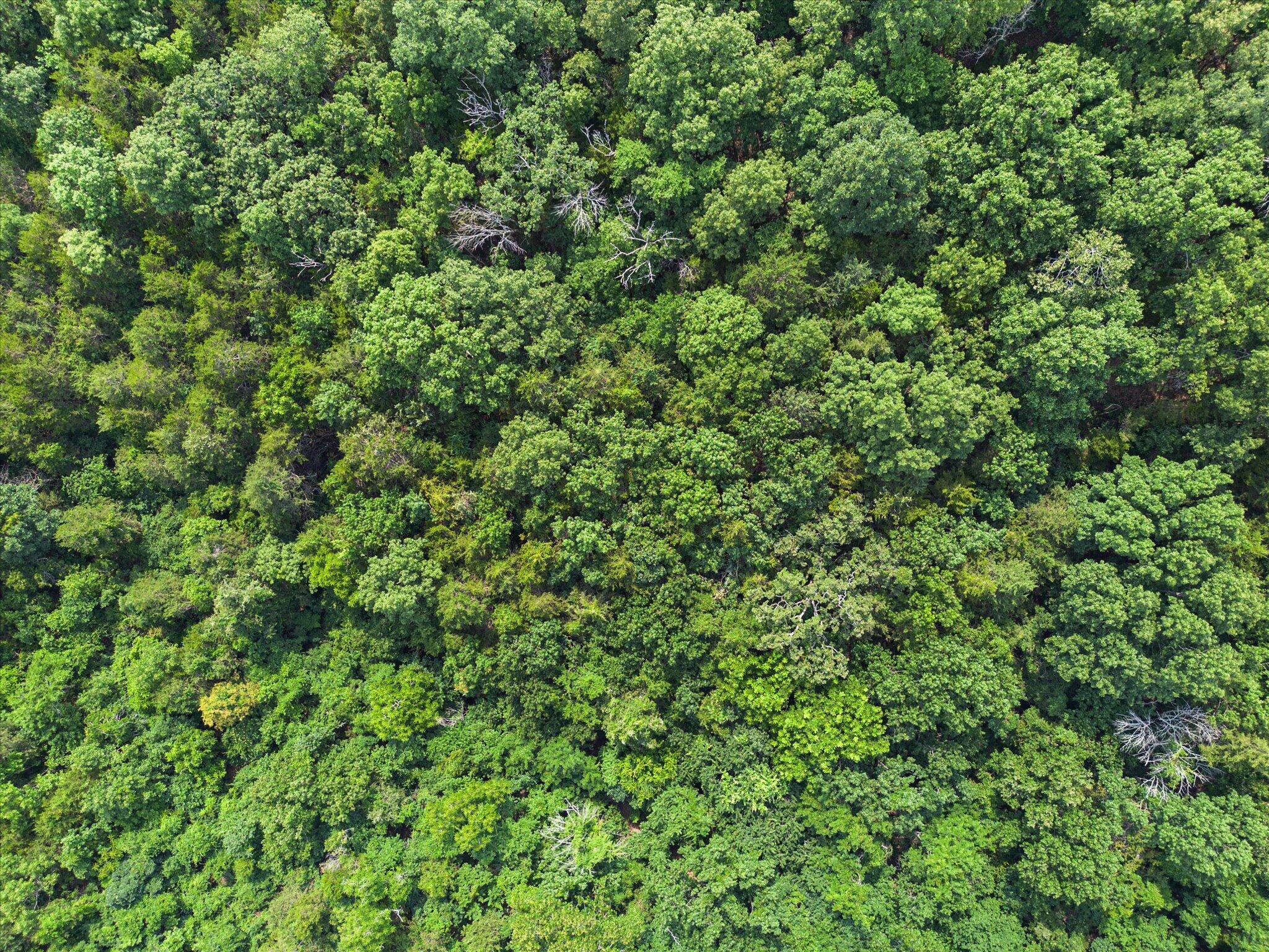 Photo 9 - Land for sale – 000  Everest Road Tract 3   Galena, MO