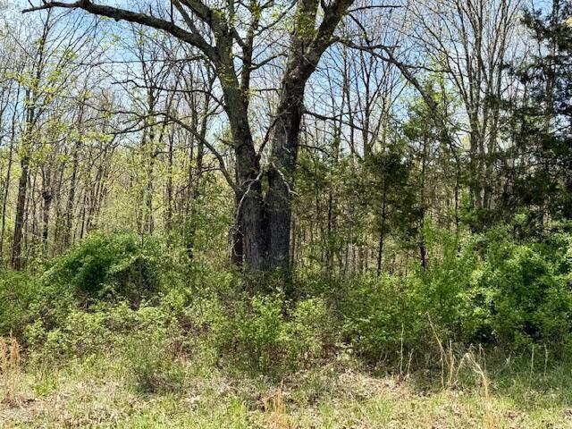 Photo 10 - Land for sale – 000  State Highway 76   Ava, MO