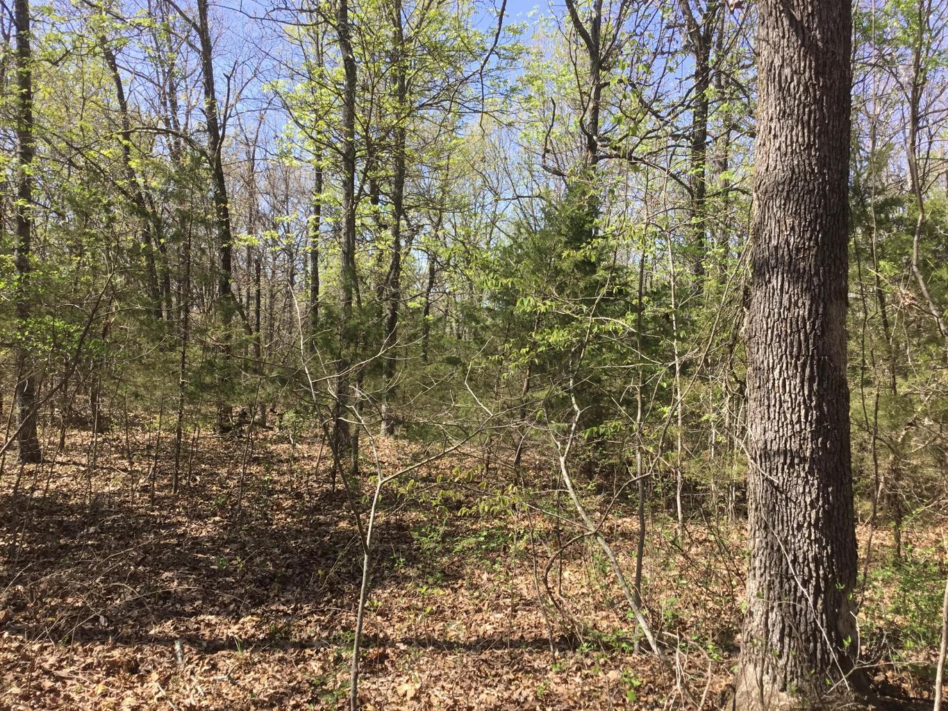 Photo 3 - Land for sale – 000  Cass Road  Hartville, MO