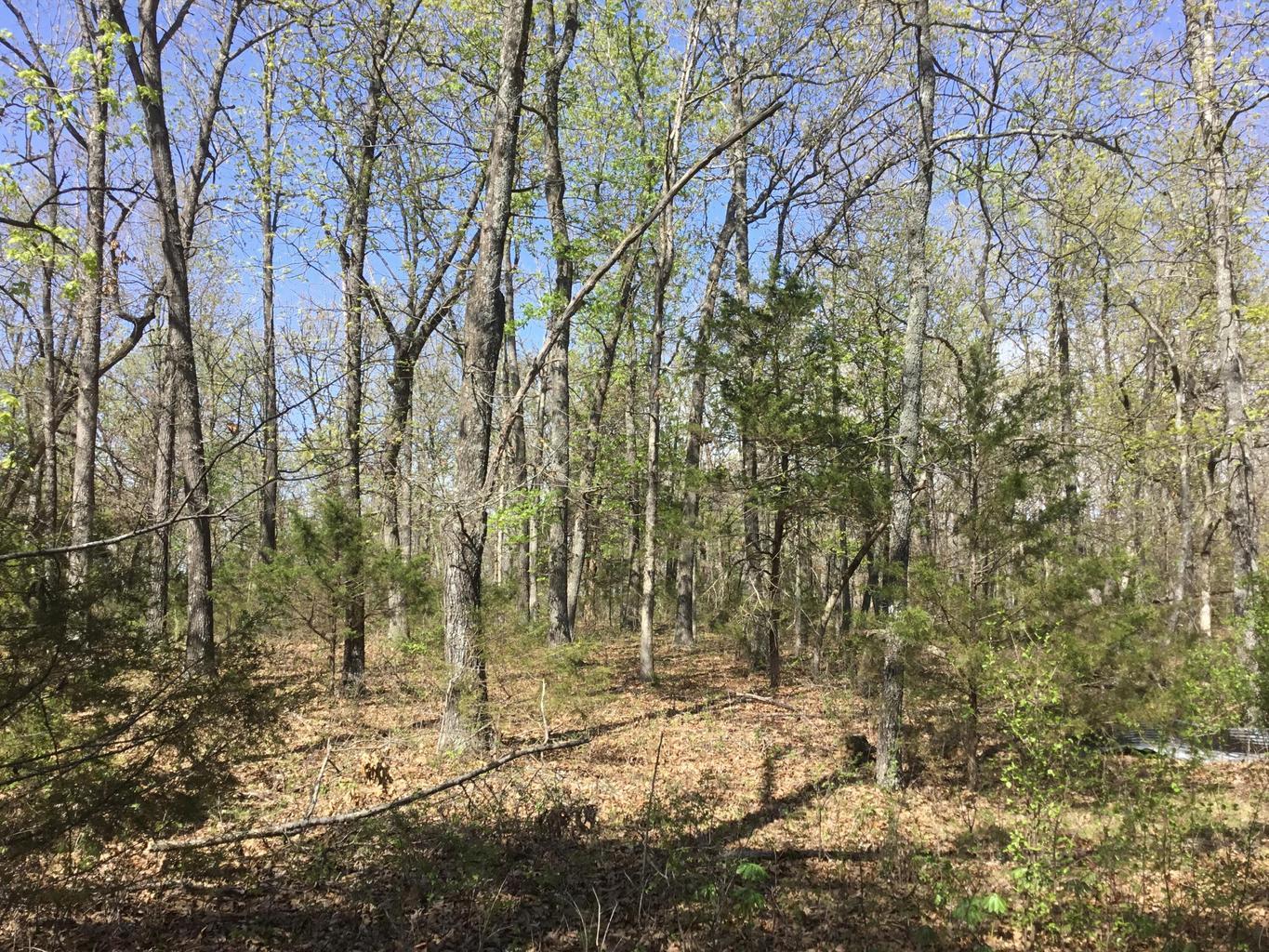 Photo 4 - Land for sale – 000  Cass Road  Hartville, MO