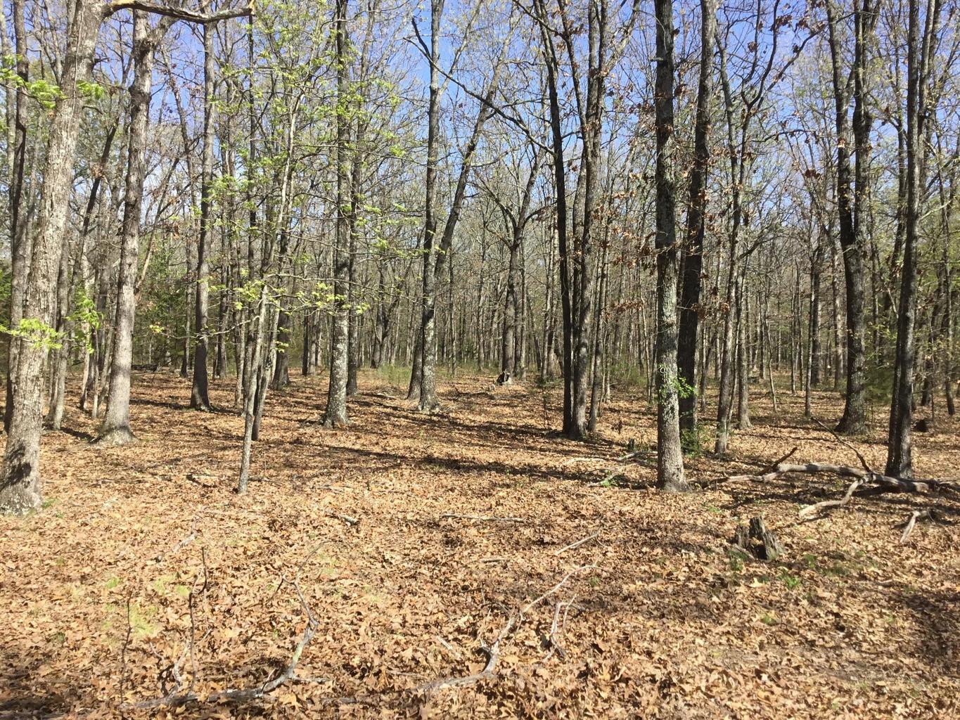 Photo 2 - Land for sale – 000  Cass Road  Hartville, MO