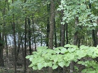 Photo 33 - Residential for sale – 20  Redbud Lane  Kimberling City, MO