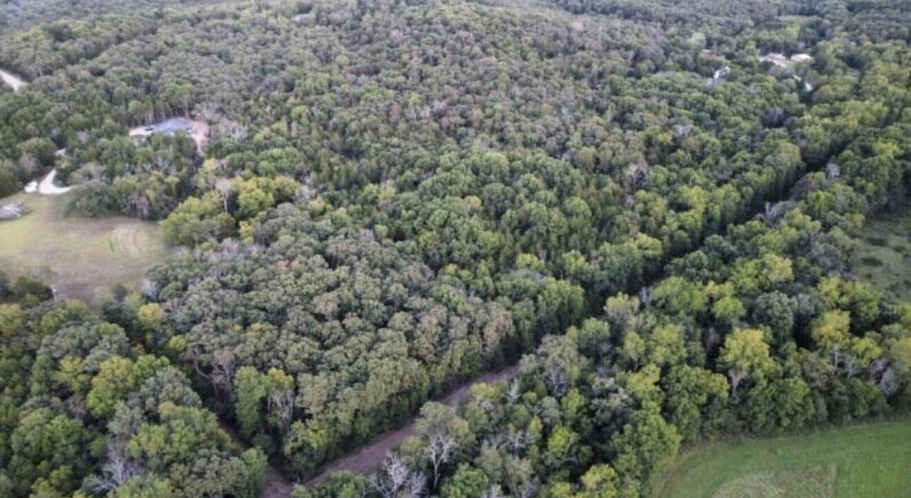 Photo 4 - Land for sale – 000  Grier Branch Road  Strafford, MO