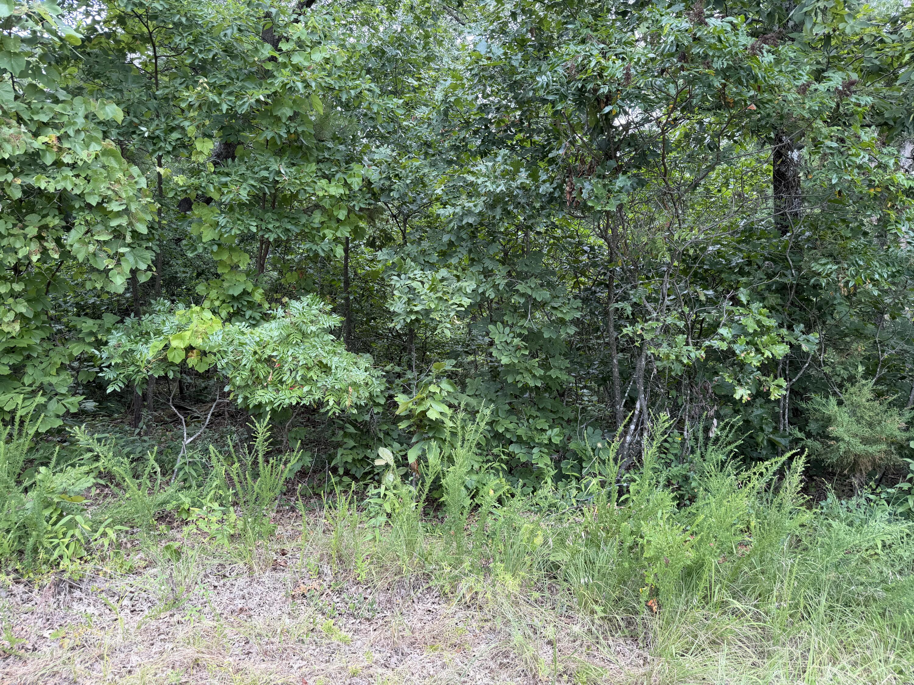 Photo 2 - Land for sale – 000  State Hwy. 76   Cape Fair, MO
