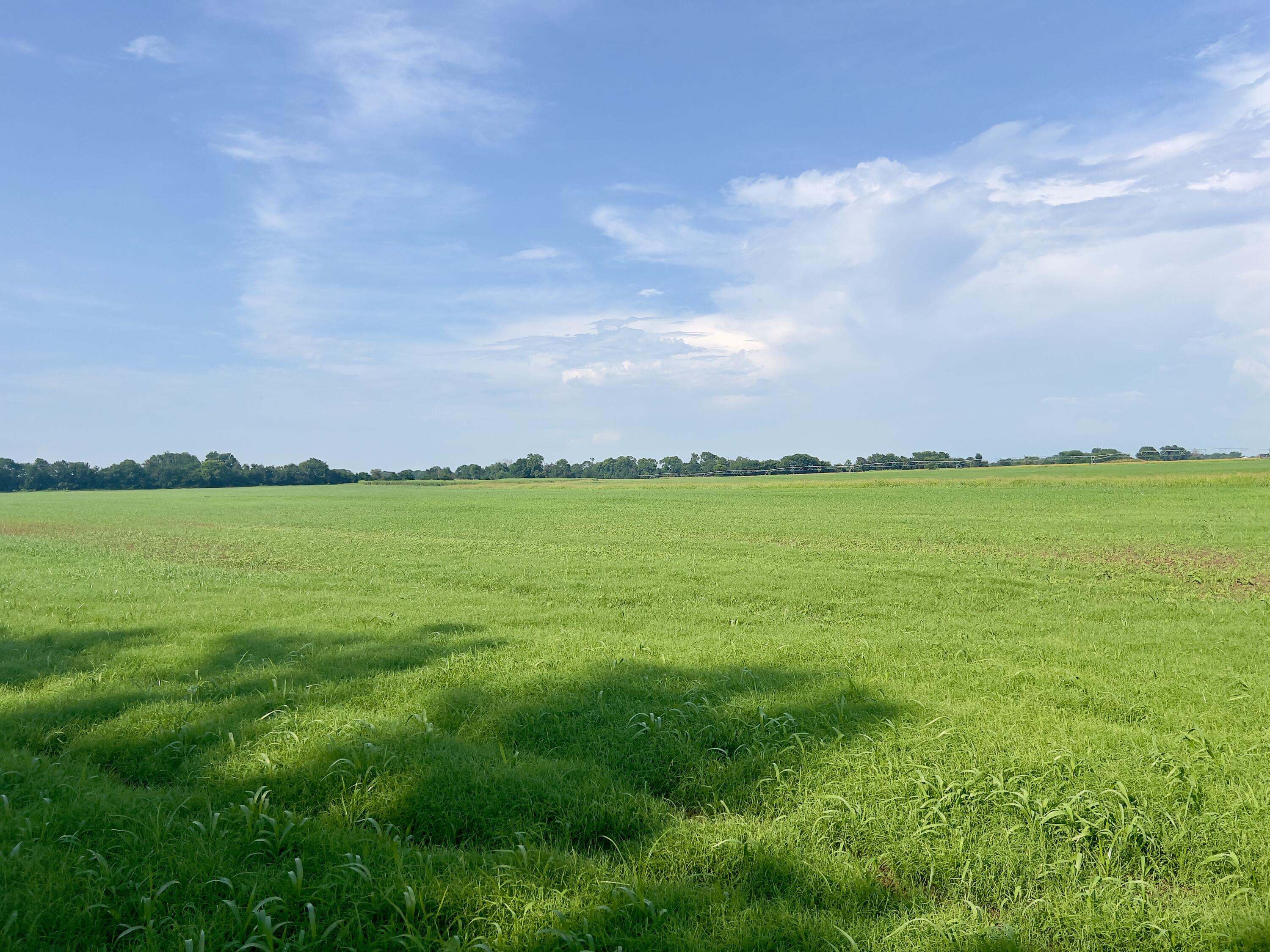 Photo 13 - Land for sale – 000  Cedar Lane   Reeds, MO