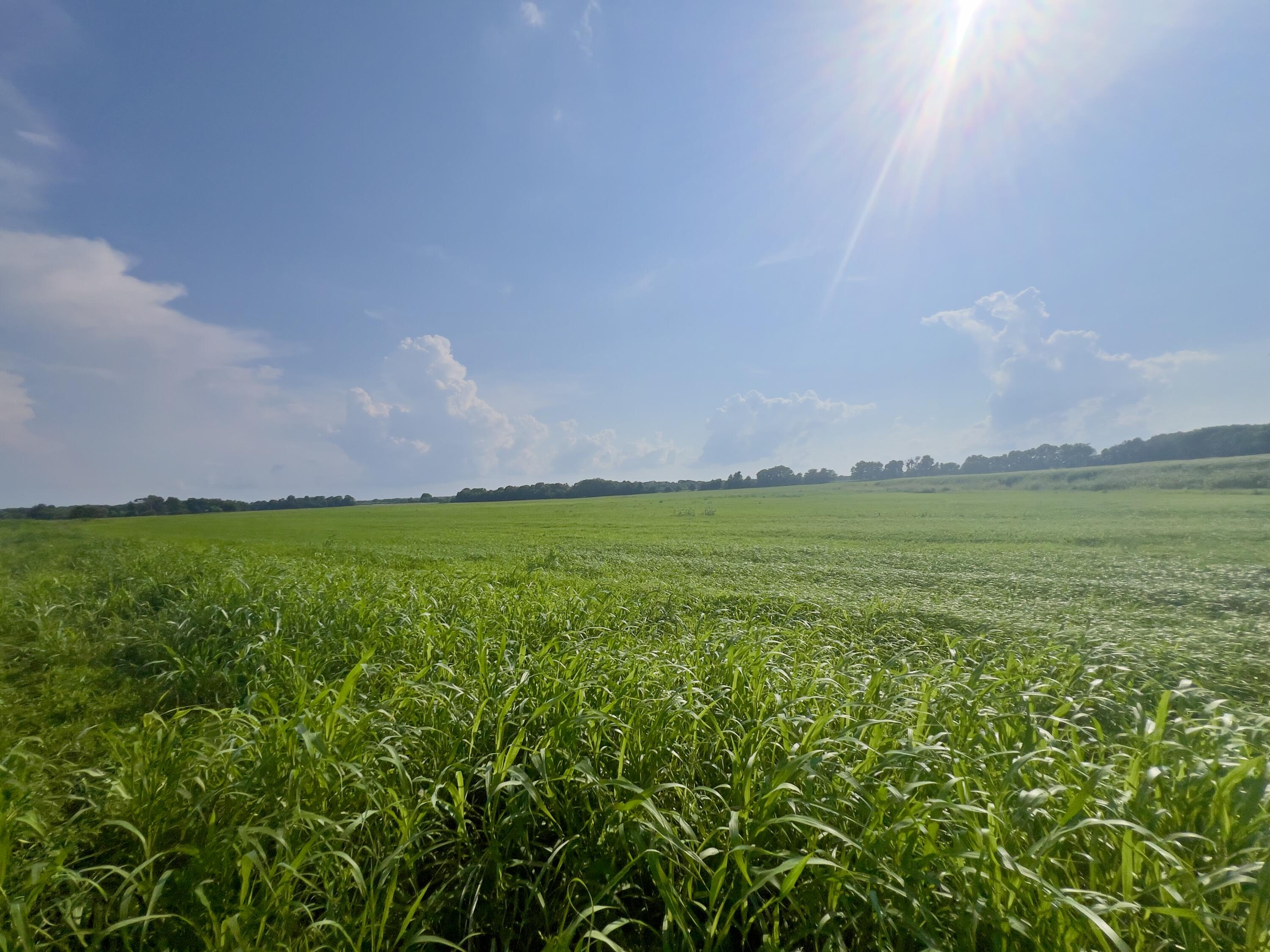 Photo 9 - Land for sale – 000  Cedar Lane   Reeds, MO