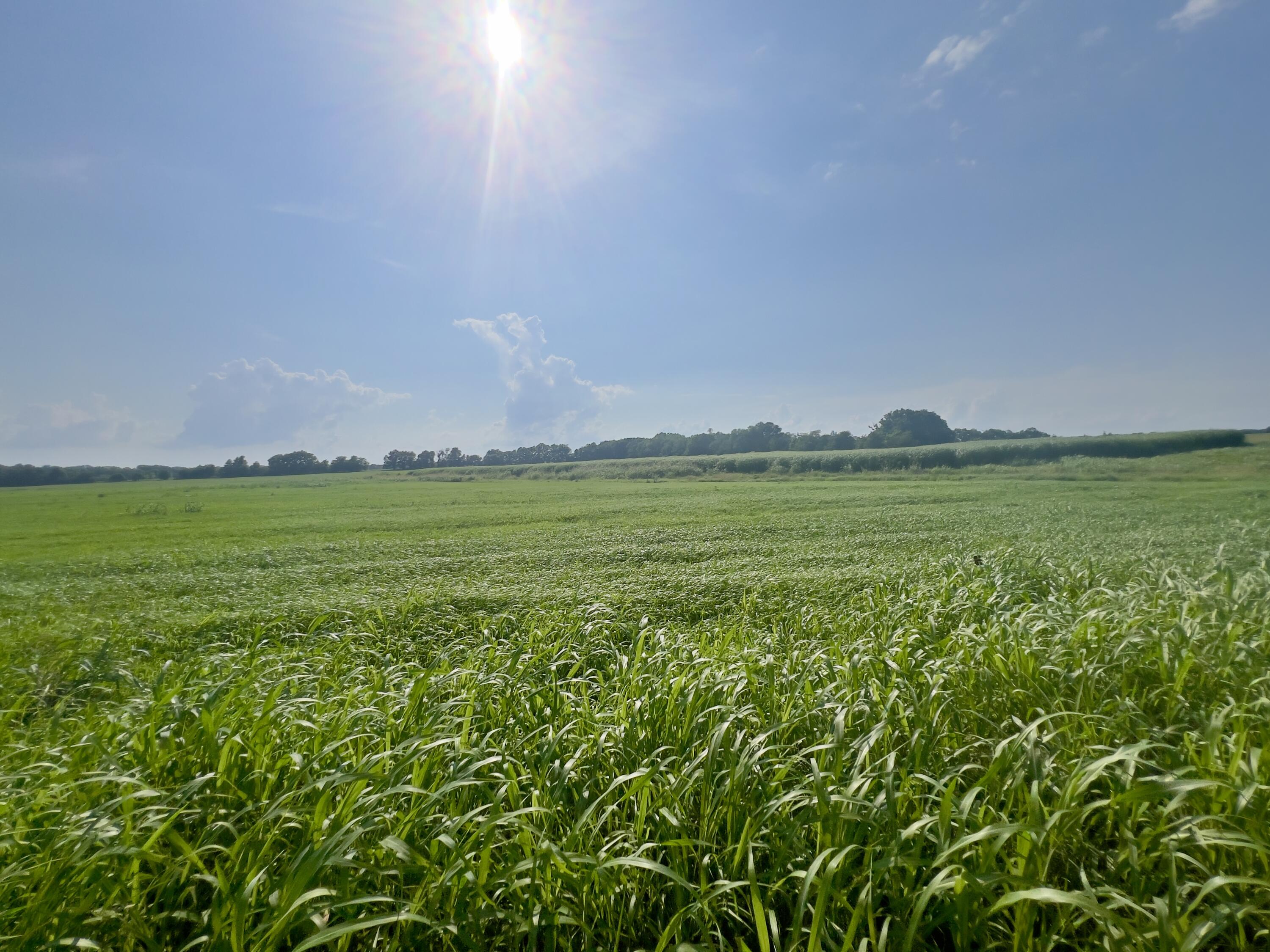 Photo 10 - Land for sale – 000  Cedar Lane   Reeds, MO