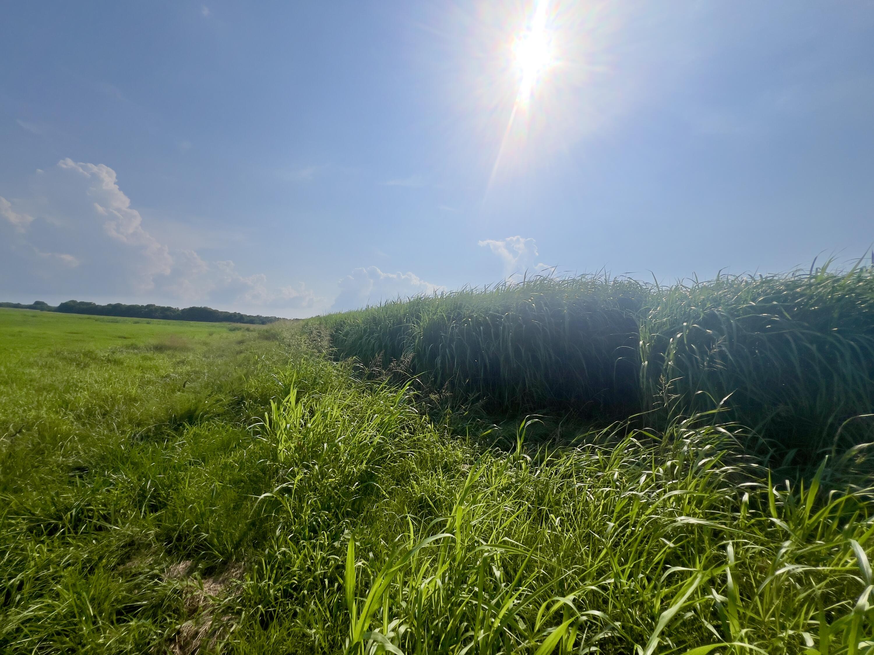 Photo 8 - Land for sale – 000  Cedar Lane   Reeds, MO