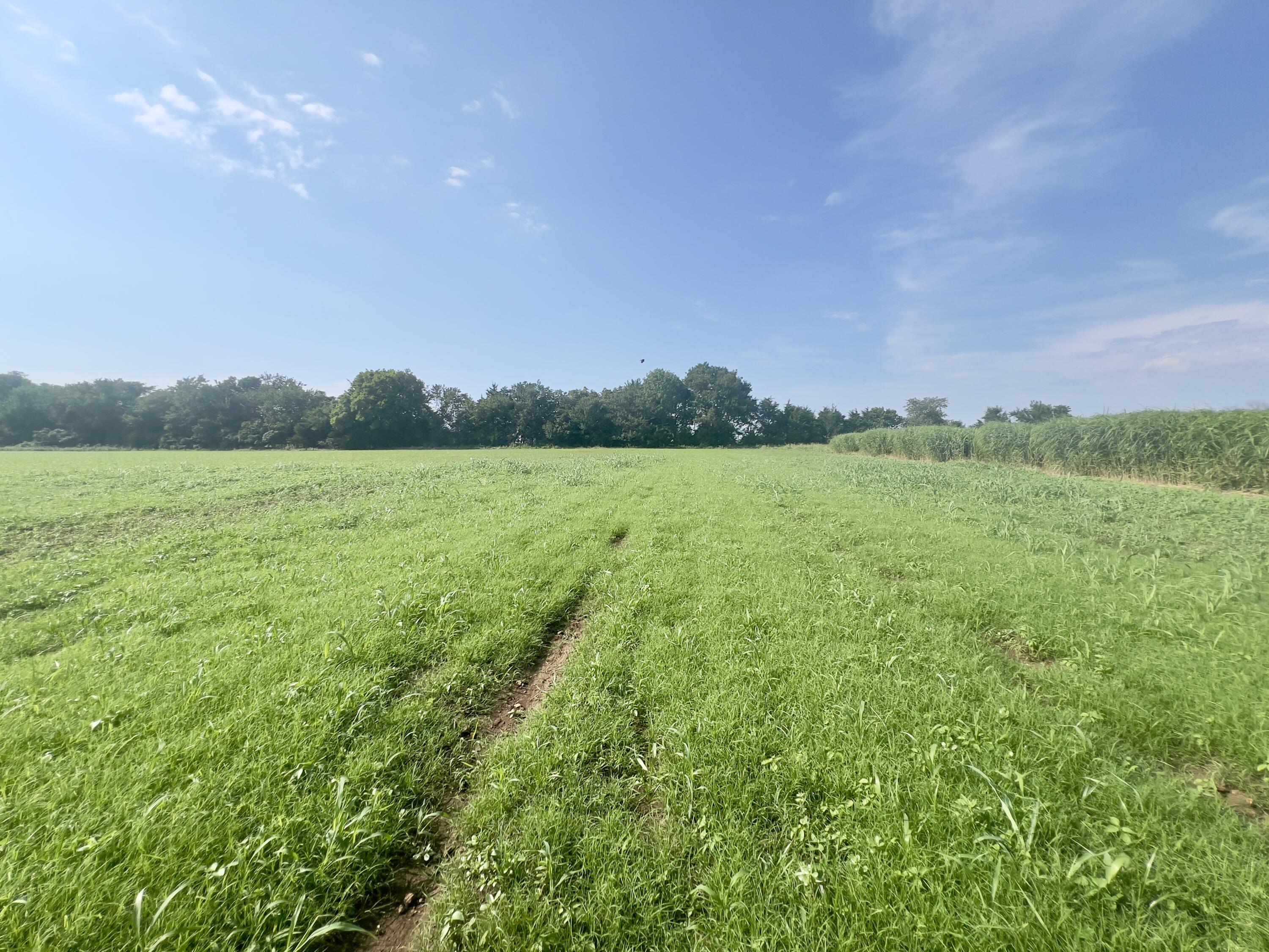 Photo 11 - Land for sale – 000  Cedar Lane   Reeds, MO