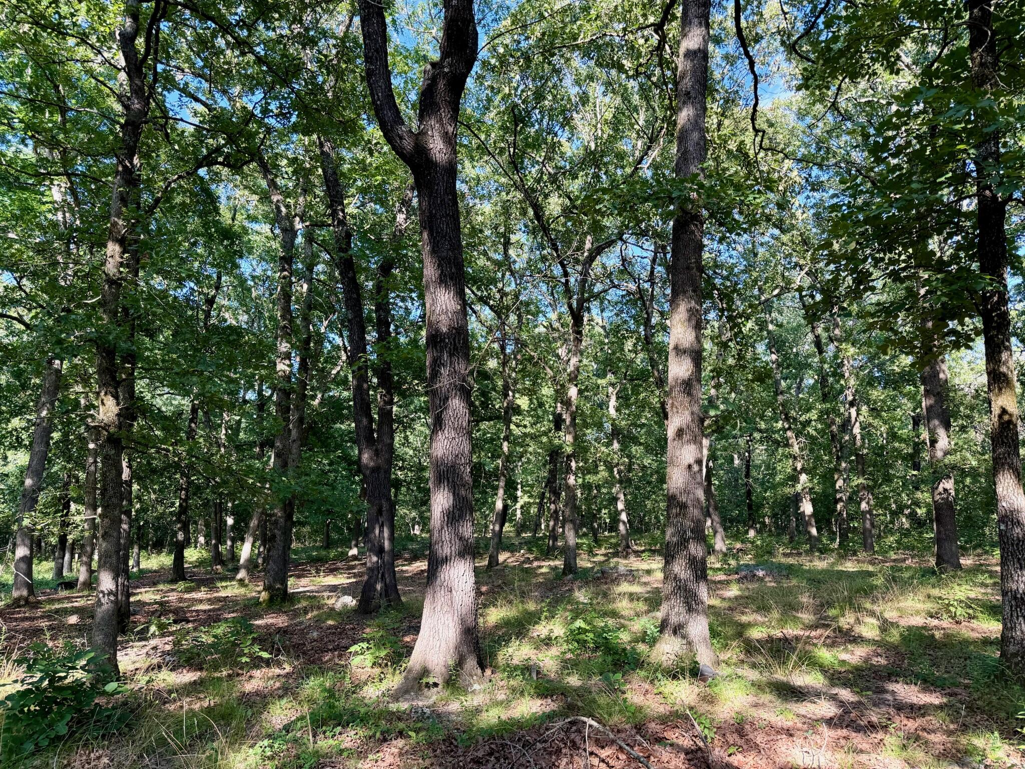 Photo 5 - Land for sale – 29750  Mauka Drive  Lebanon, MO