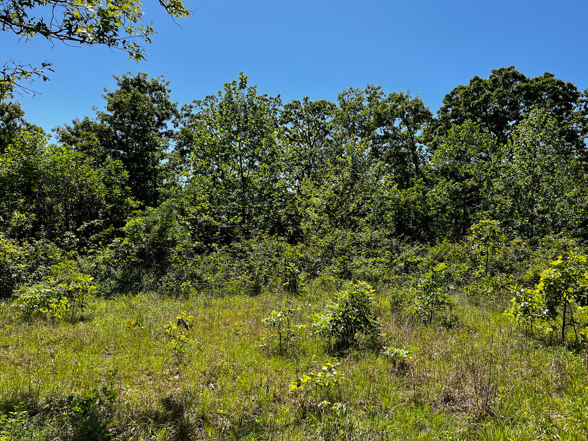 Photo 24 - Land for sale – Tbd  Kolb Hollow Road  Climax Springs, MO