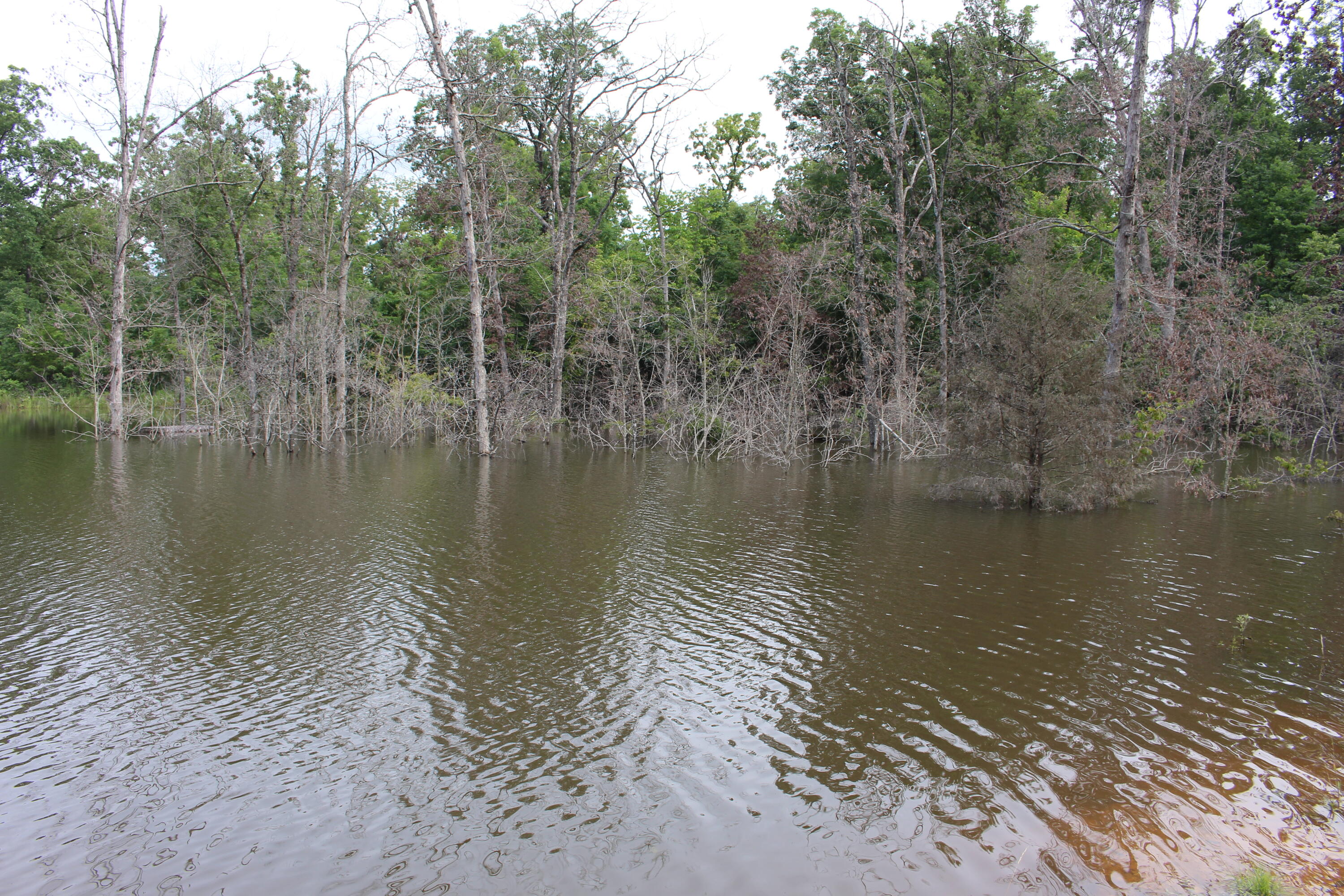 Photo 3 - Land for sale – Tbd  Kolb Hollow Road  Climax Springs, MO