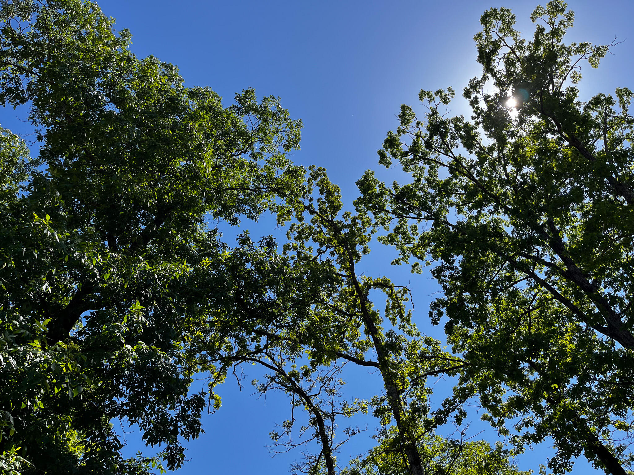 Photo 14 - Land for sale – Tbd  Kolb Hollow Road  Climax Springs, MO