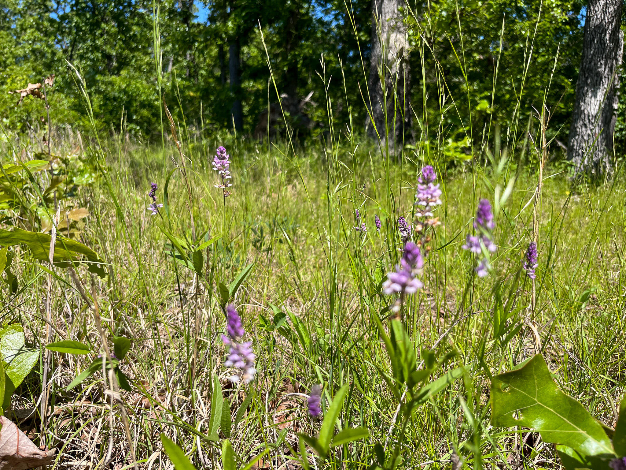 Photo 27 - Land for sale – Tbd  Kolb Hollow Road  Climax Springs, MO