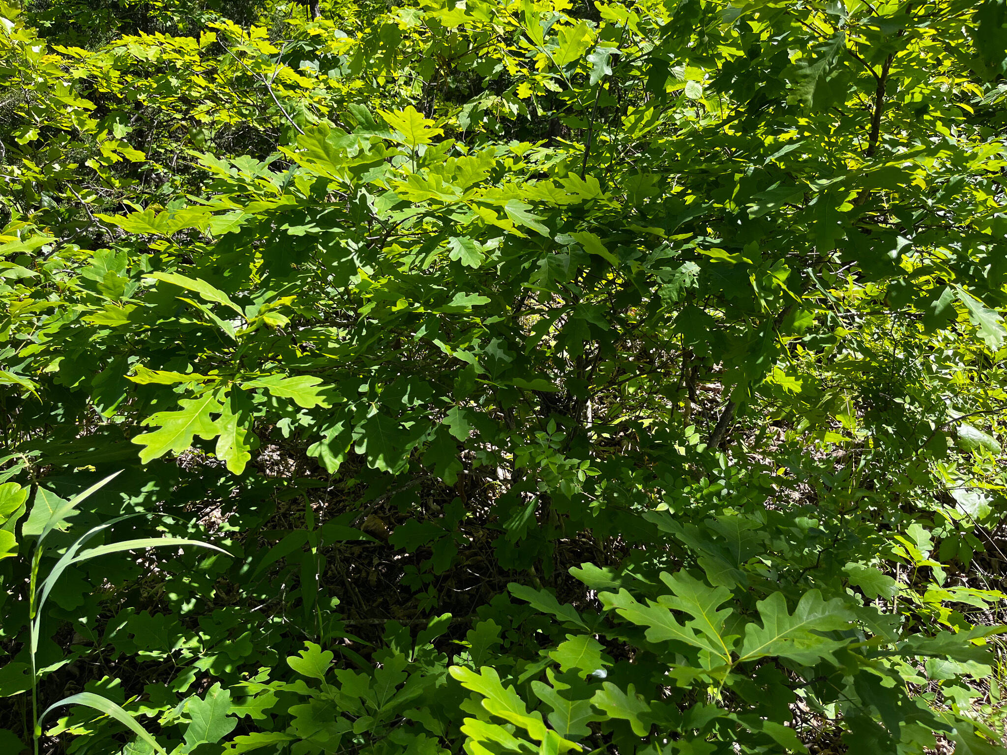 Photo 11 - Land for sale – Tbd  Kolb Hollow Road  Climax Springs, MO