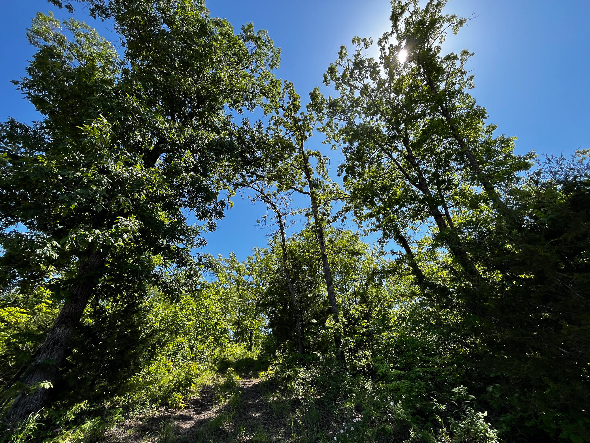 Photo 15 - Land for sale – Tbd  Kolb Hollow Road  Climax Springs, MO