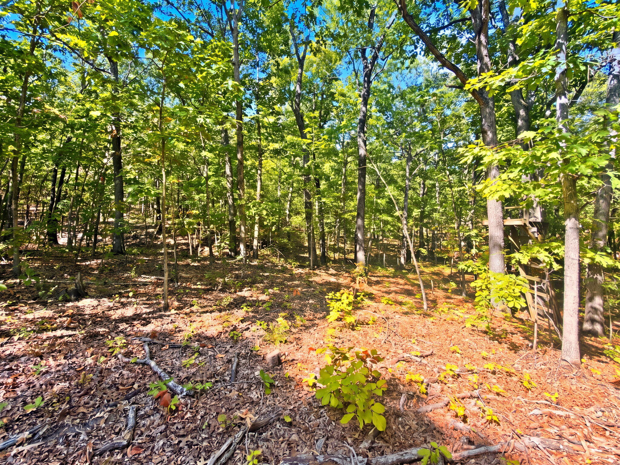 Photo 24 - Farm for sale – 3723  Weaver Road  Grovespring, MO