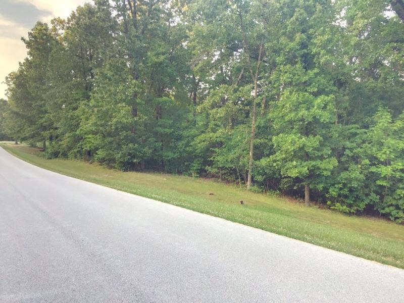 Photo 5 - Land for sale – 5124 N Missouri Oak Trail  Springfield, MO