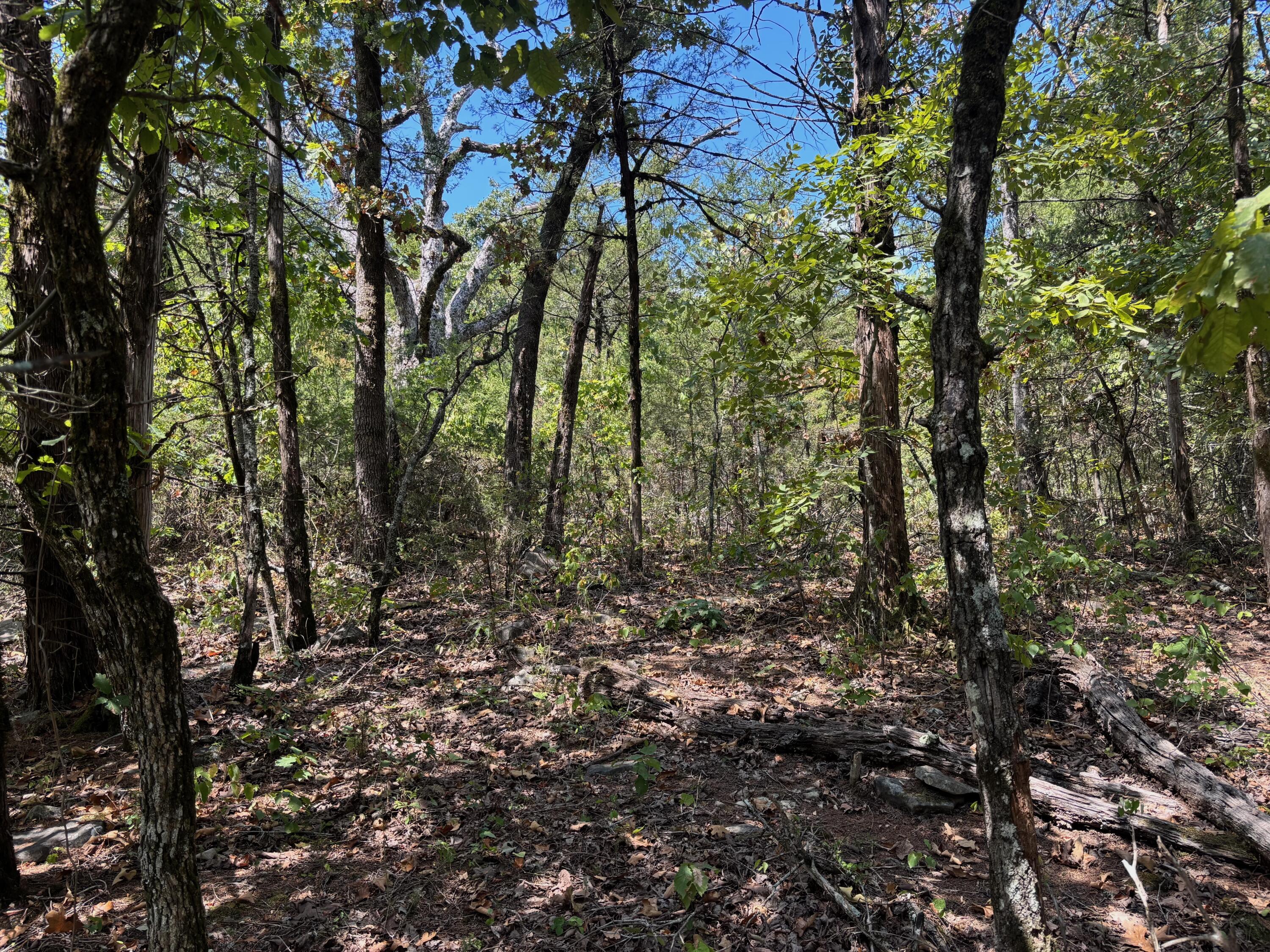 Photo 4 - Land for sale – Tract 1  Little Woods Road  Elizabeth, AR
