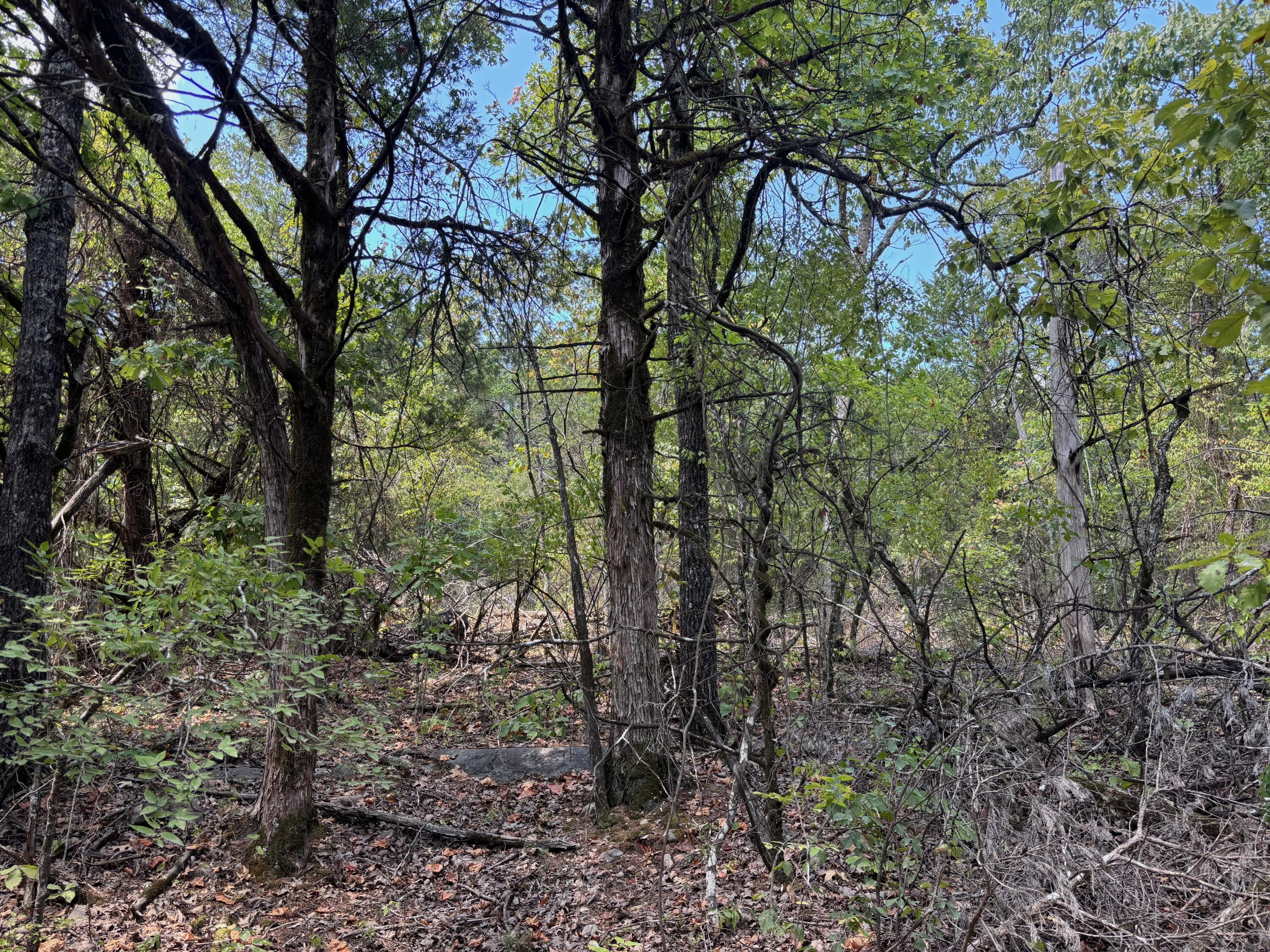 Photo 3 - Land for sale – Tract 1  Little Woods Road  Elizabeth, AR
