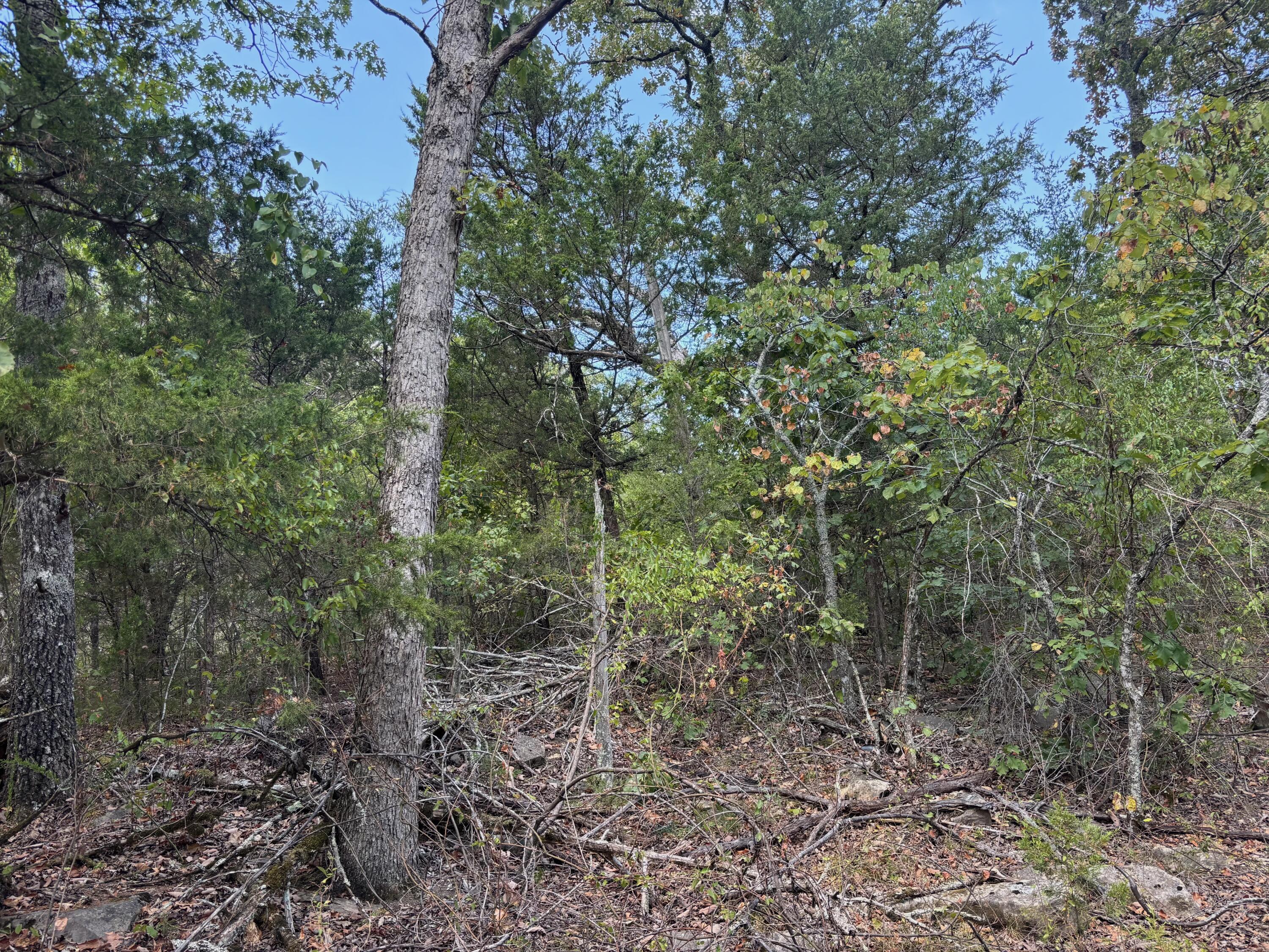 Photo 6 - Land for sale – Tract 1  Little Woods Road  Elizabeth, AR