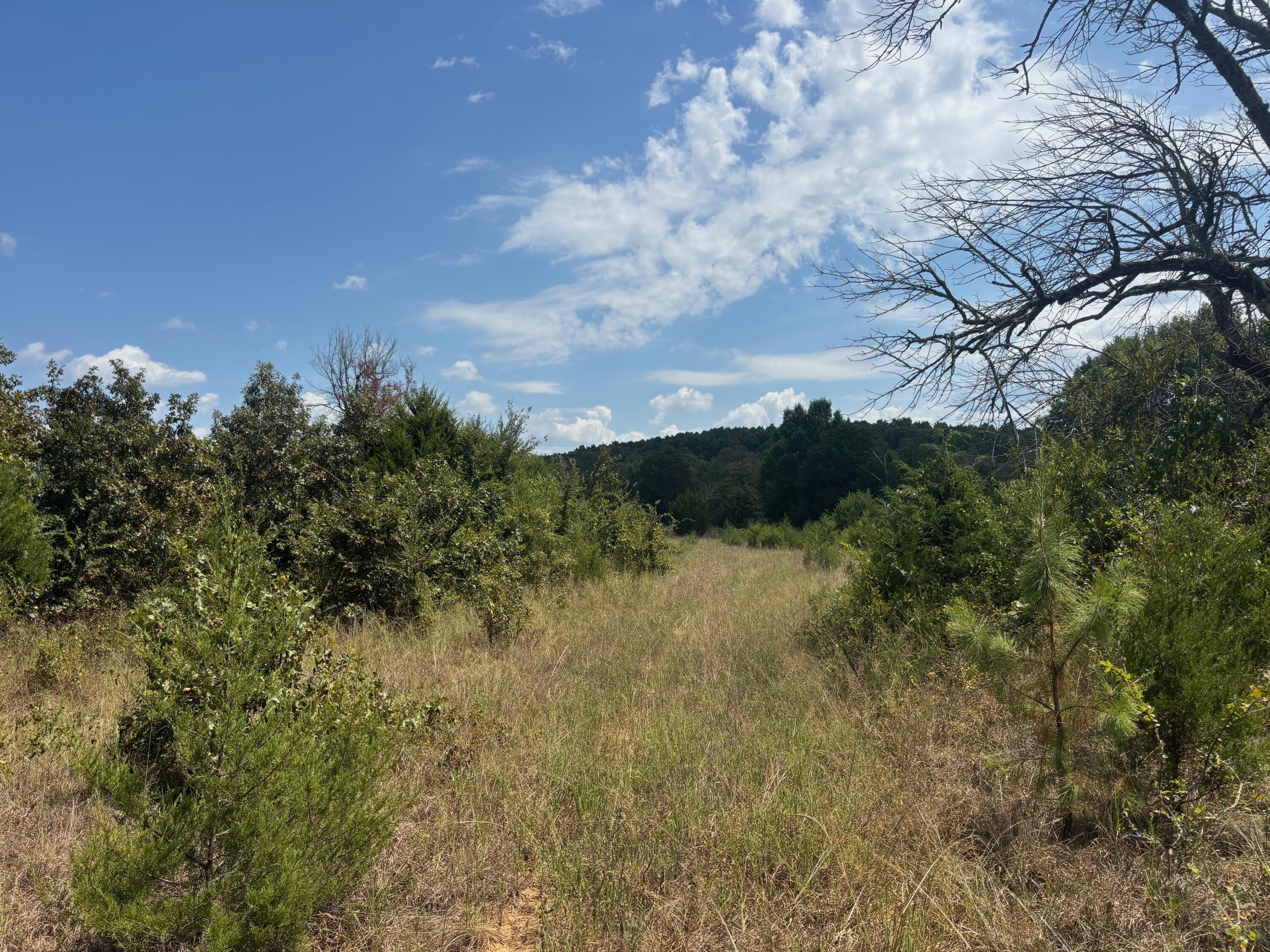 Photo 18 - Land for sale – Tract 2  Little Woods Road  Elizabeth, AR