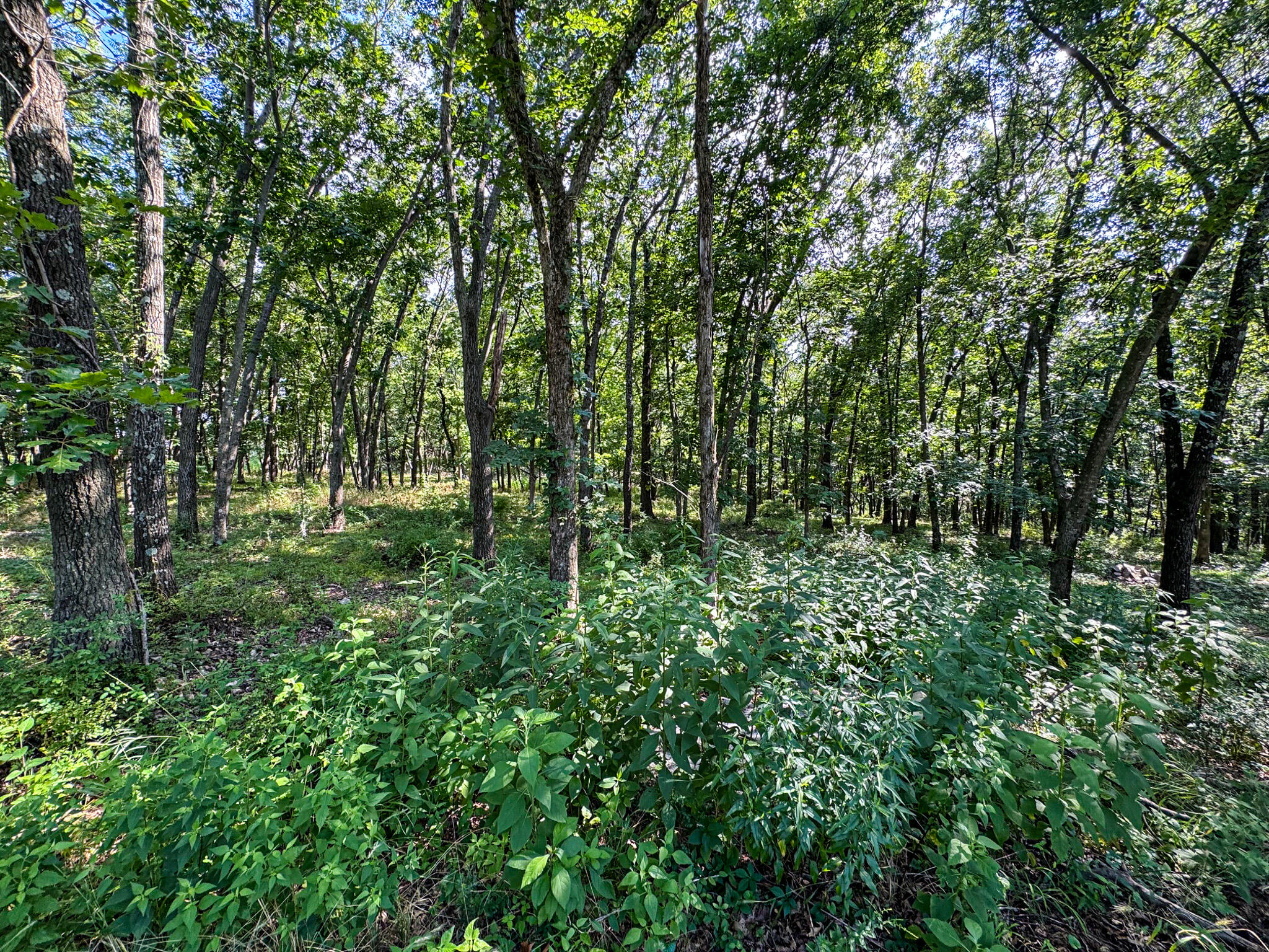 Photo 105 - Residential for sale – 2902 W Farm Road 88   Springfield, MO
