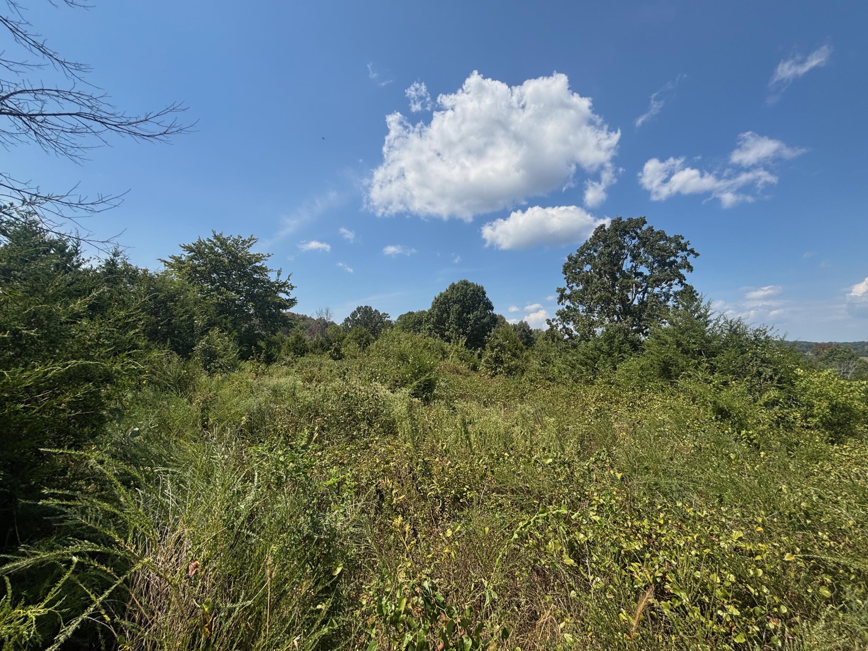 Photo 8 - Land for sale – Tract 3  Little Woods Road  Elizabeth, AR