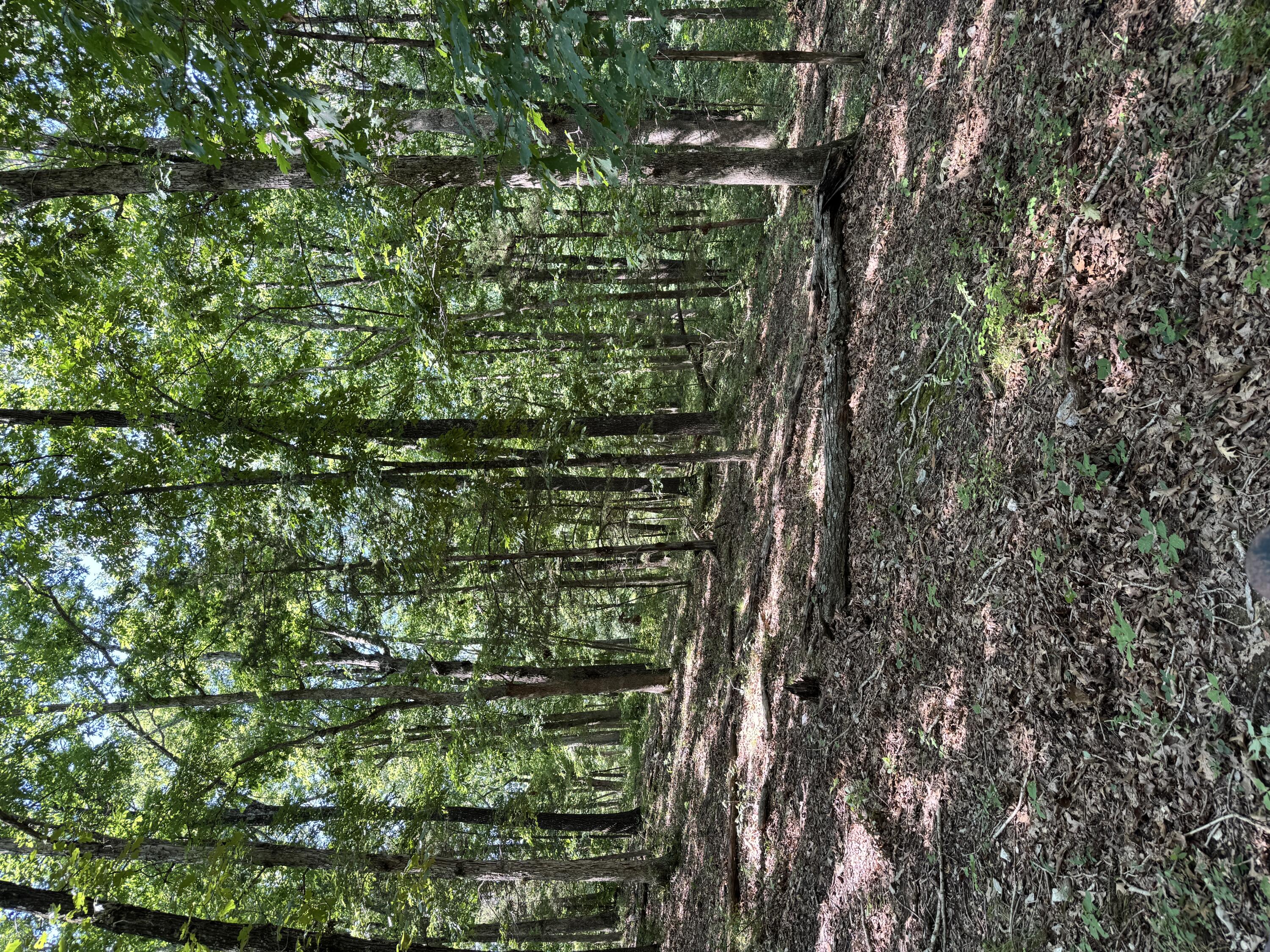 Land for sale – 000  Clear Sky Drive  Marshfield, MO