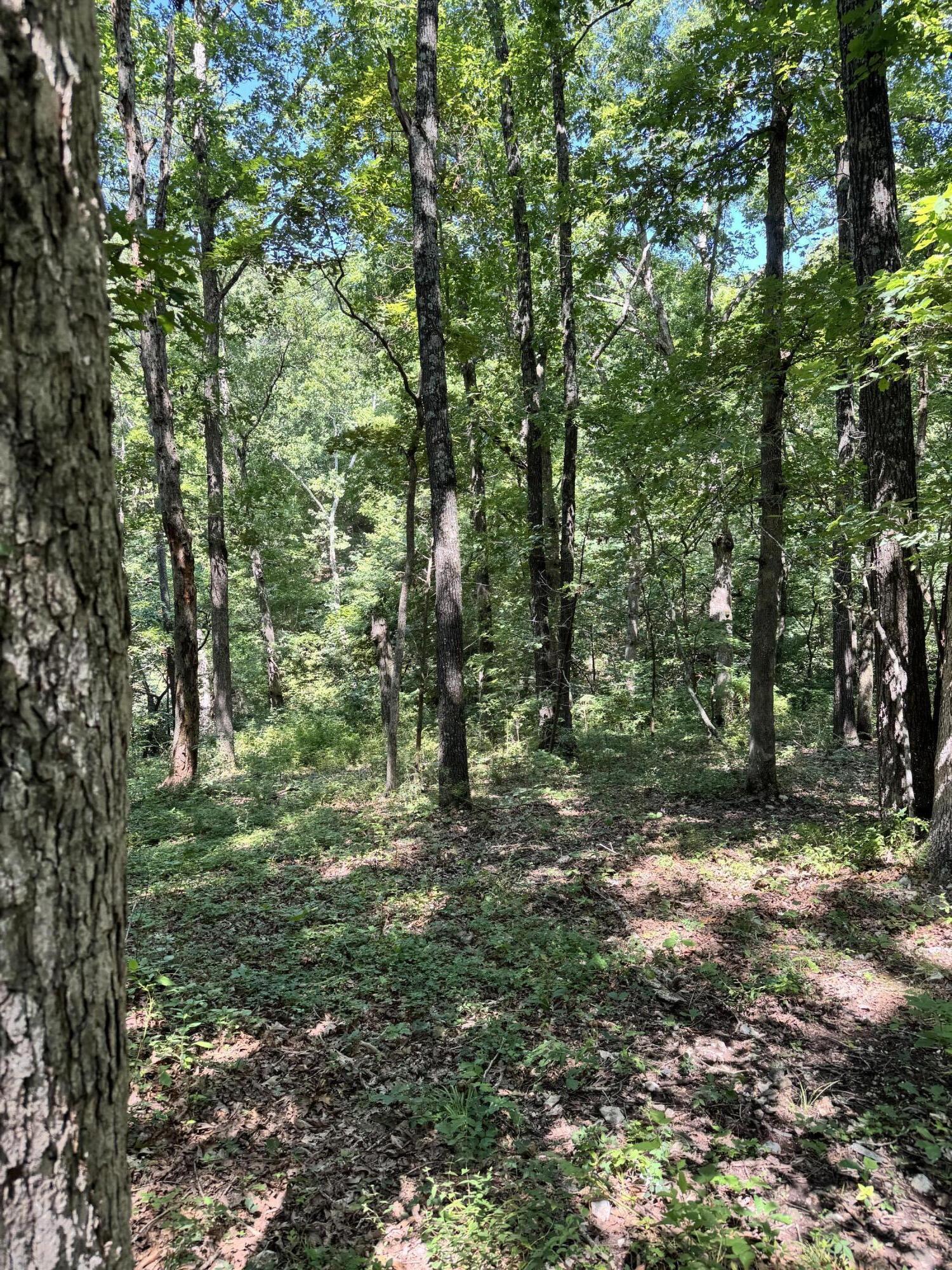Photo 2 - Land for sale – 000  Clear Sky Drive  Marshfield, MO