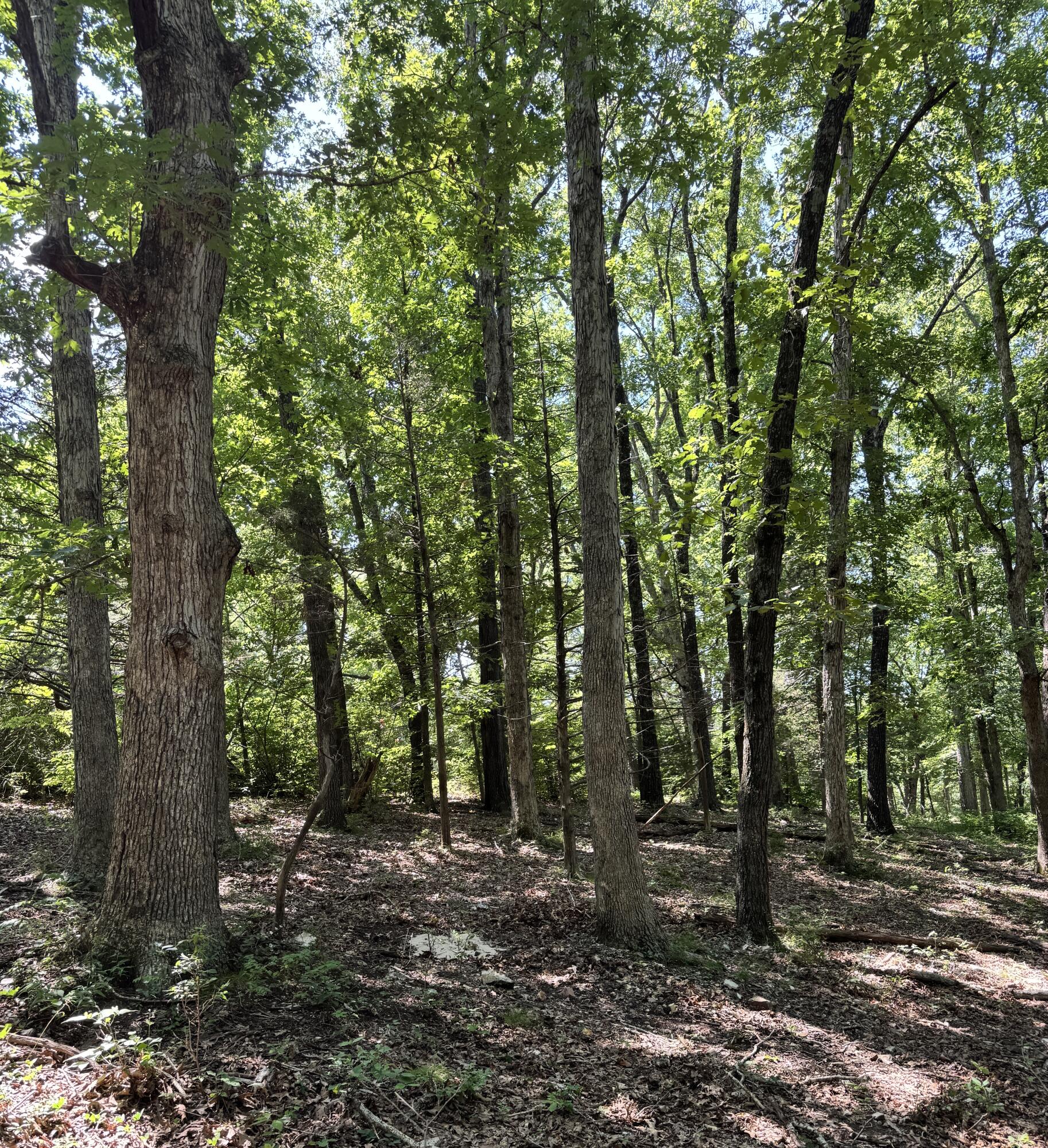 Photo 3 - Land for sale – 000  Clear Sky Drive  Marshfield, MO