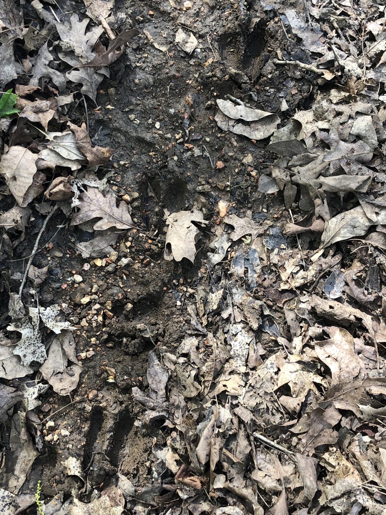 Photo 8 - Land for sale – Lot 1 A  Fox Fire Lane Lane  Shell Knob, MO