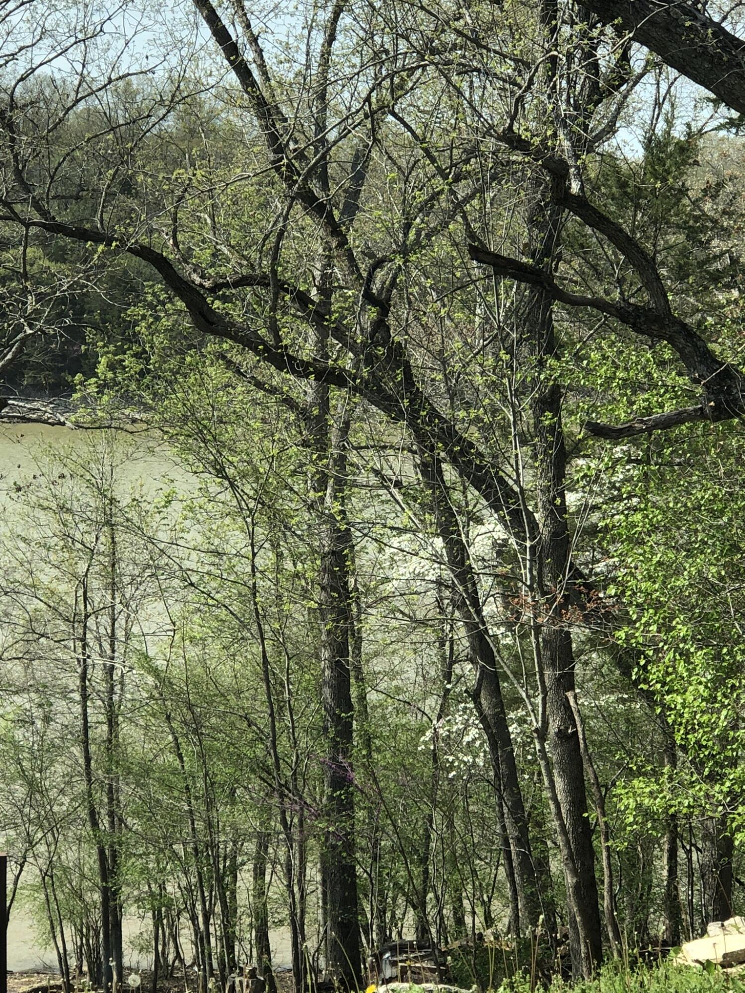 Photo 9 - Land for sale – Lot 1 A  Fox Fire Lane Lane  Shell Knob, MO