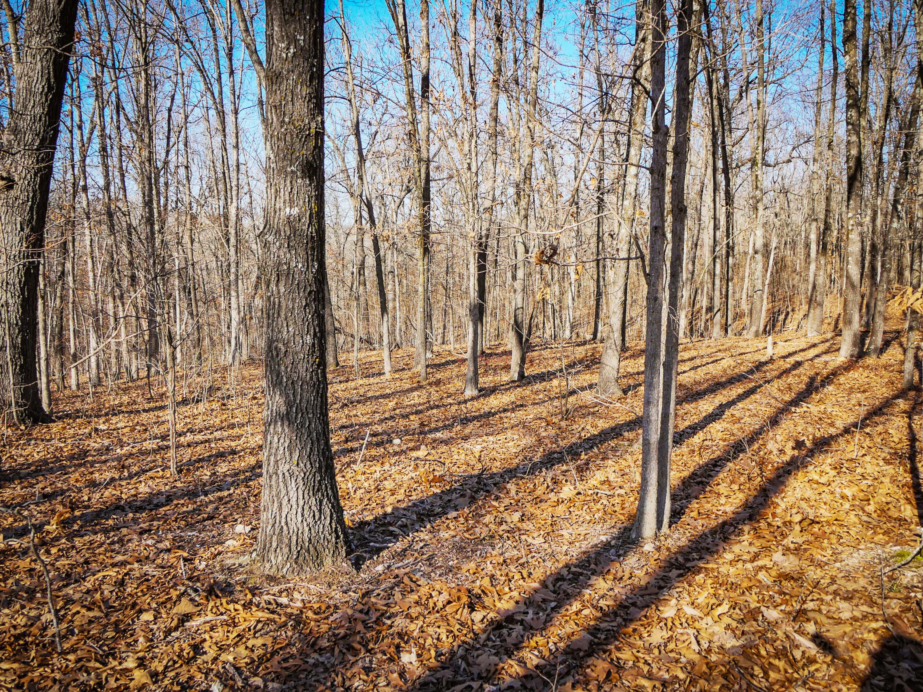 Photo 2 - Land for sale – 000  Ridge Trail Road  Tunas, MO
