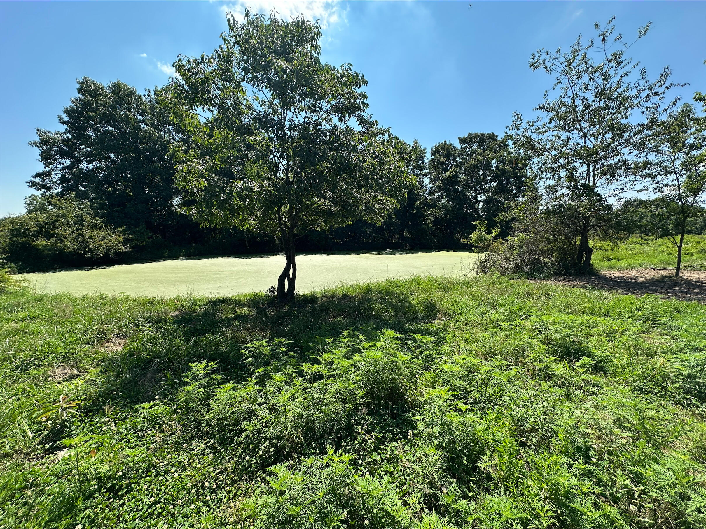 Photo 3 - Land for sale – Tbd - A  State Highway 174   Mt Vernon, MO