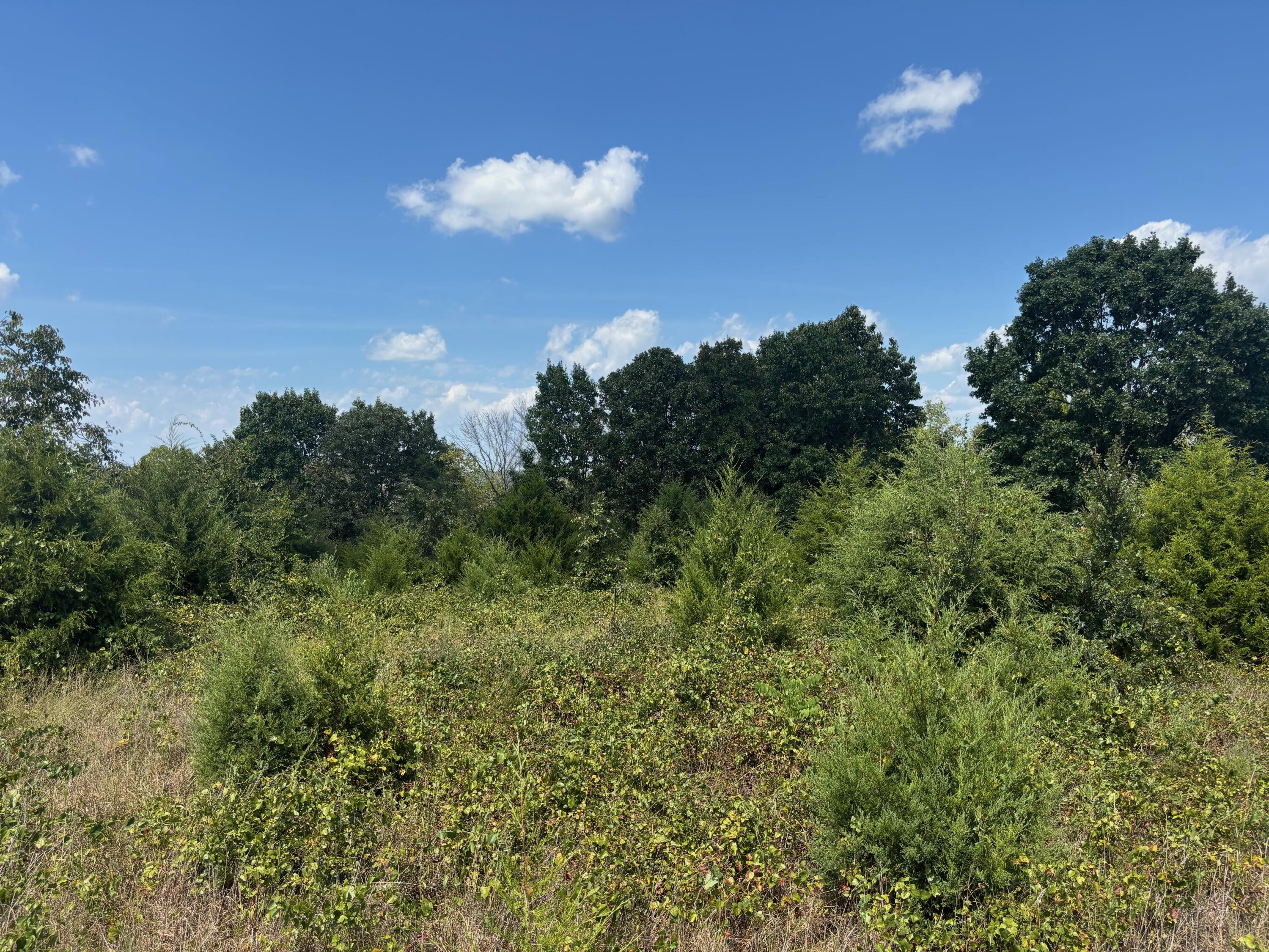 Photo 17 - Land for sale – Tract 5  Little Woods Road  Elizabeth, AR