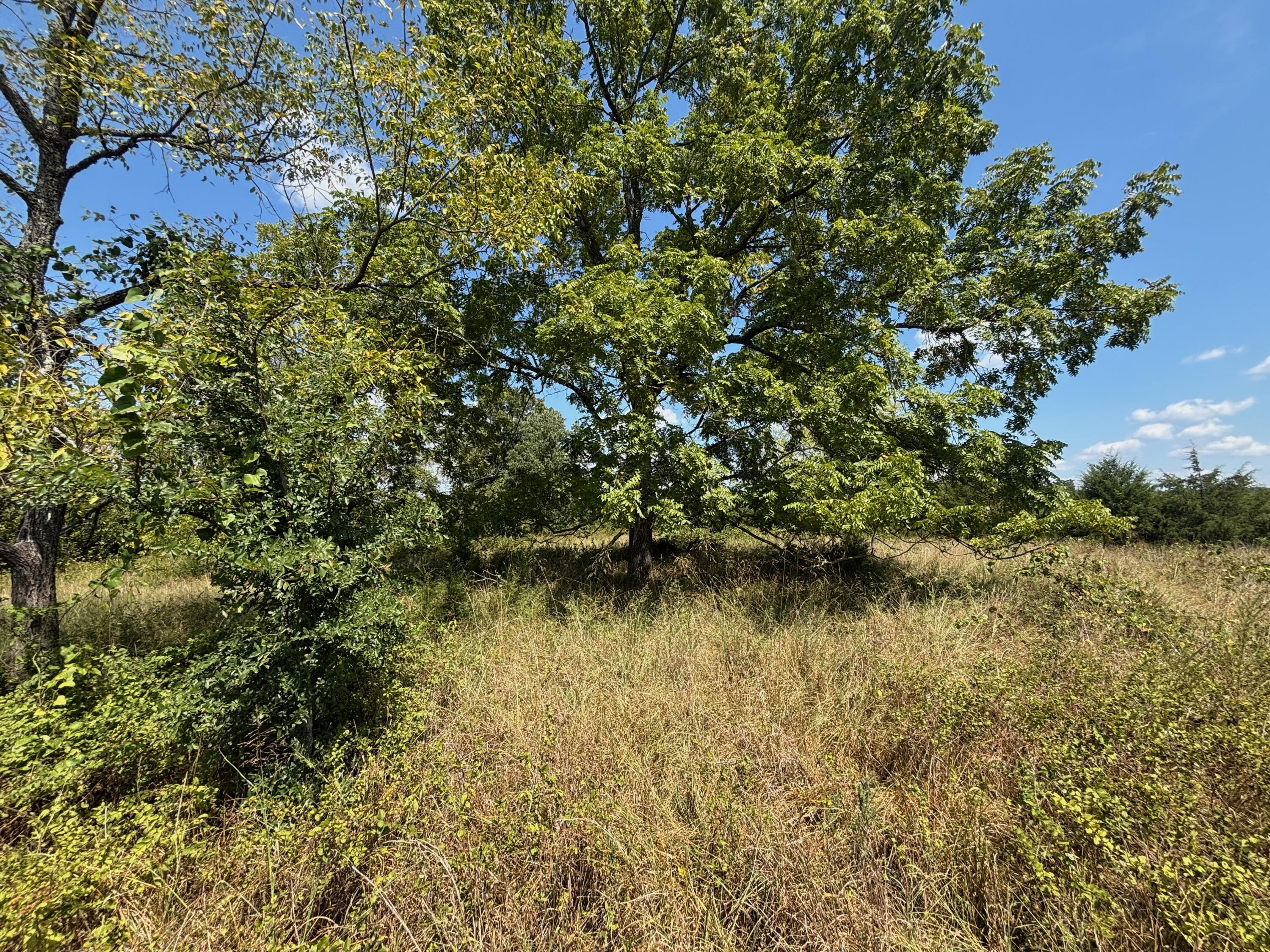 Photo 20 - Land for sale – Tract 5  Little Woods Road  Elizabeth, AR