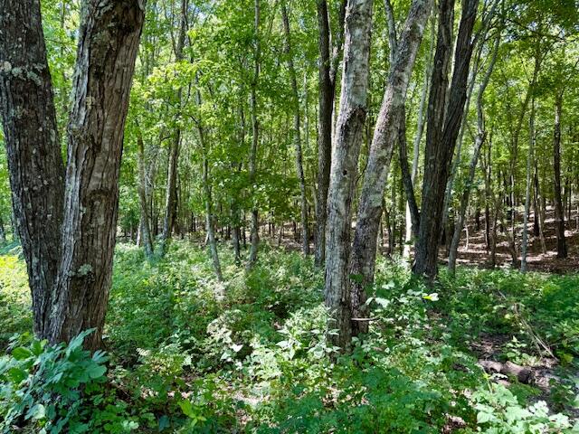 Photo 75 - Farm for sale – 6793  County Road 3400   Mountain View, MO
