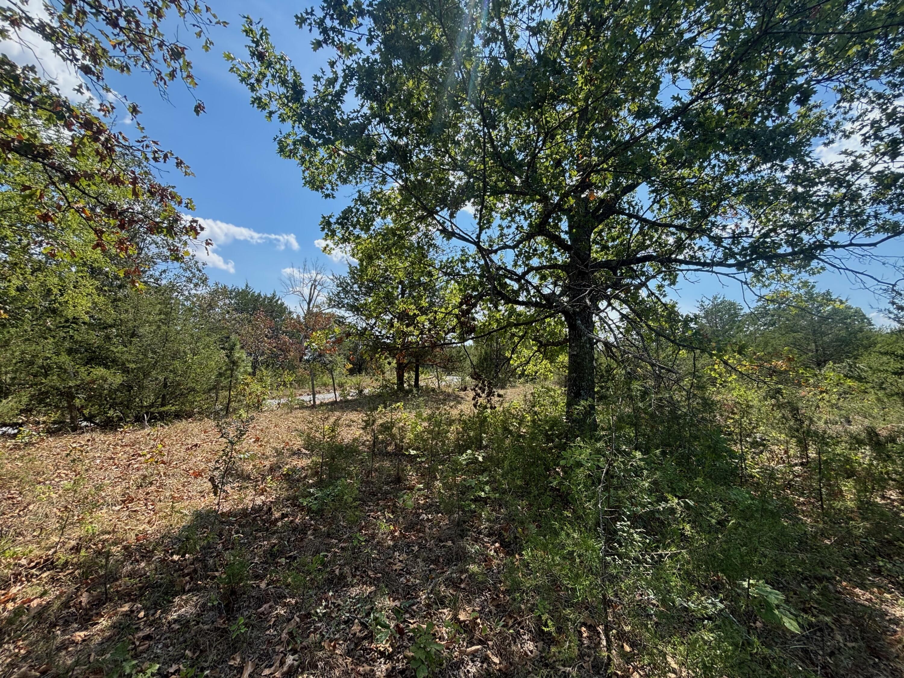 Photo 21 - Land for sale – Tract 8  Little Woods Road  Elizabeth, AR