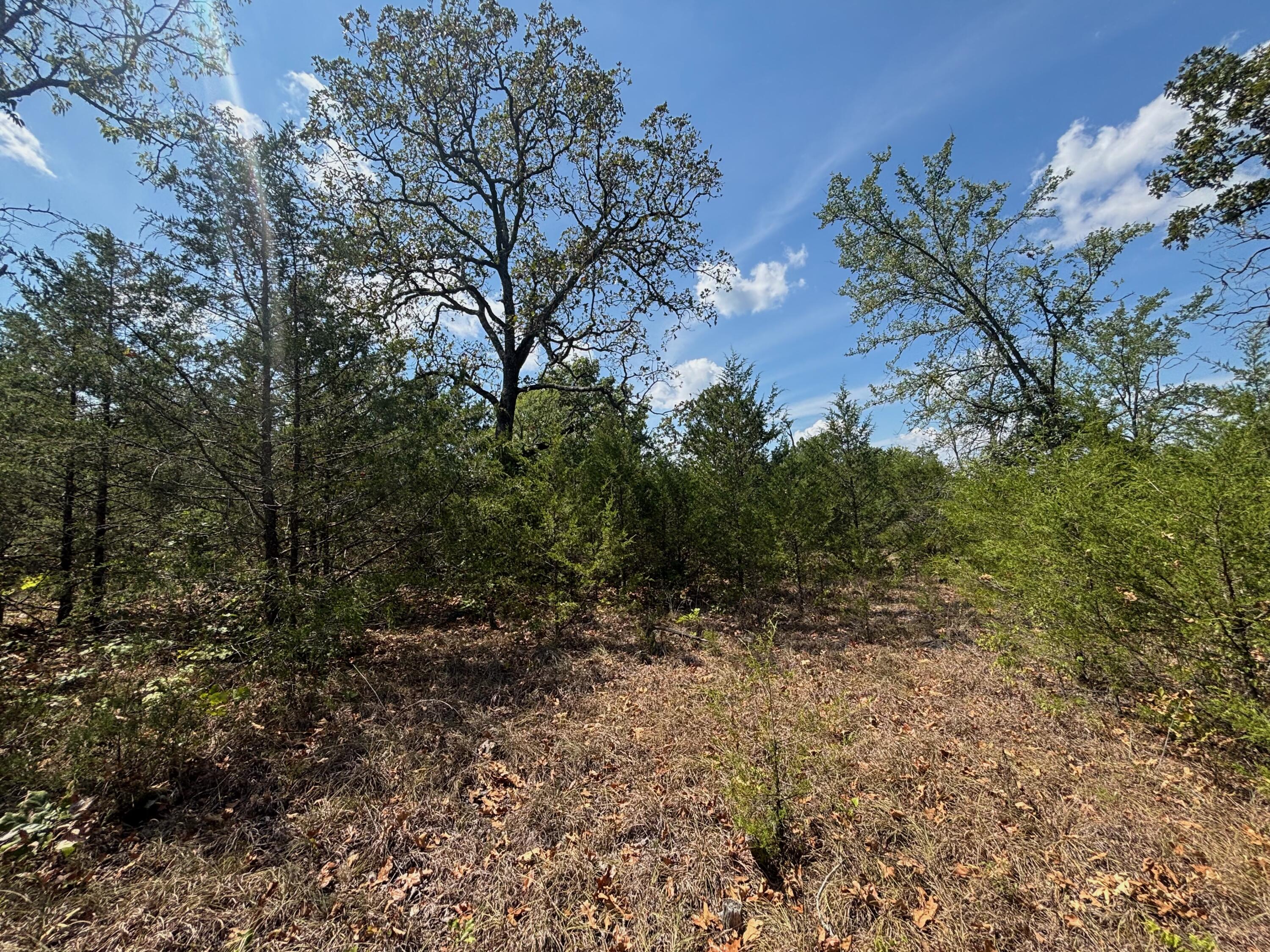 Photo 20 - Land for sale – Tract 8  Little Woods Road  Elizabeth, AR