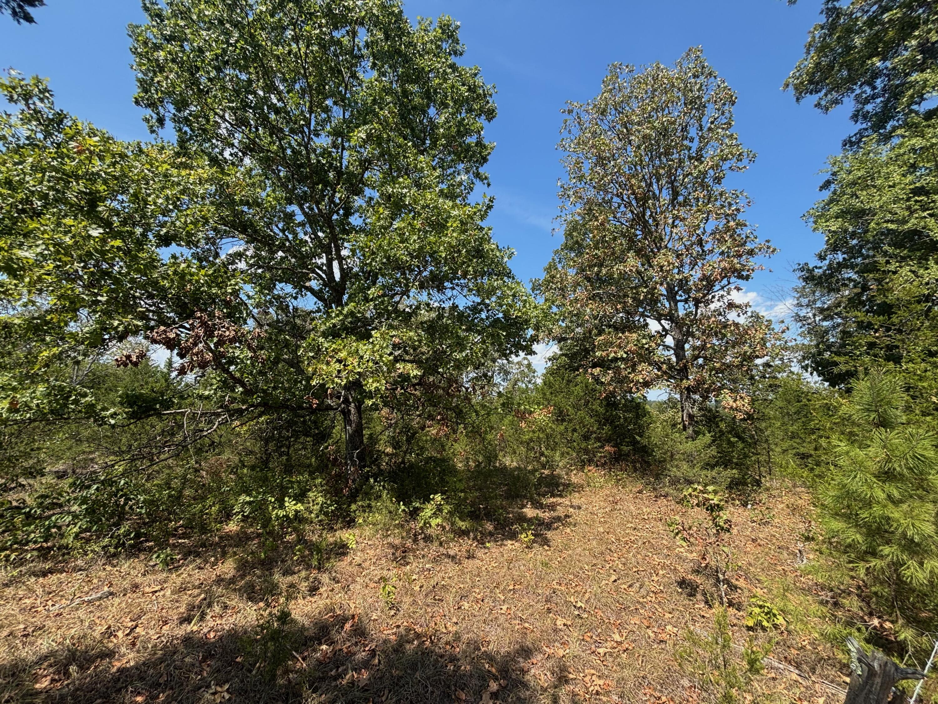Photo 16 - Land for sale – Tract 8  Little Woods Road  Elizabeth, AR