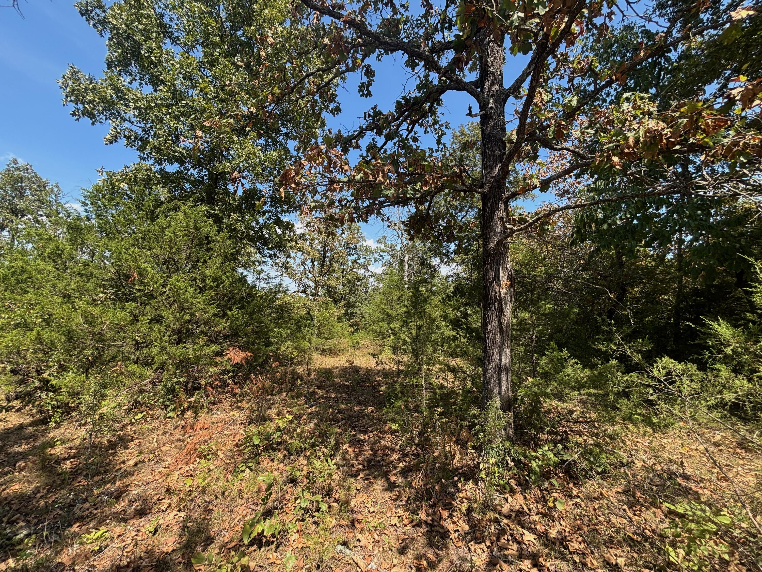 Photo 22 - Land for sale – Tract 8  Little Woods Road  Elizabeth, AR
